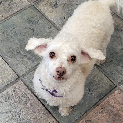 Enlarge Stevie, a Adoptable Maltese in Grand Island, NE image 1/2