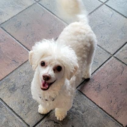 Enlarge Stevie, a Adoptable Maltese in Grand Island, NE image 2/2