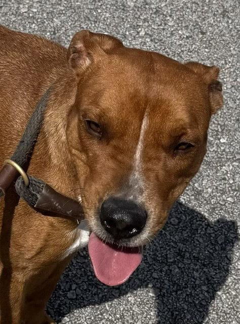 Enlarge Kami, a Adoptable Pit Bull Terrier in Carrollton, GA image 1/3
