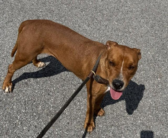 Enlarge Kami, a Adoptable Pit Bull Terrier in Carrollton, GA image 2/3