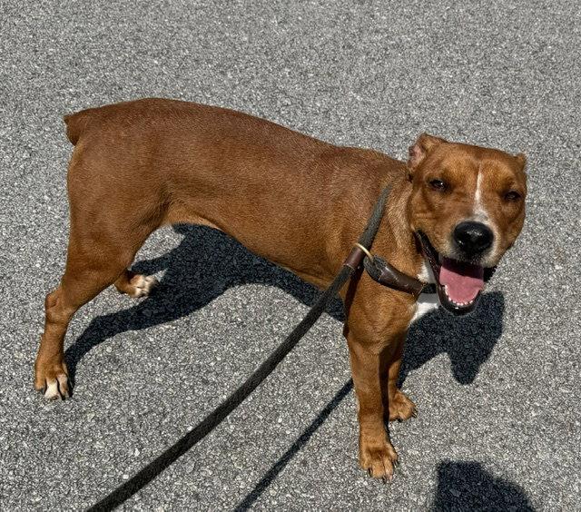 Enlarge Kami, a Adoptable Pit Bull Terrier in Carrollton, GA image 3/3