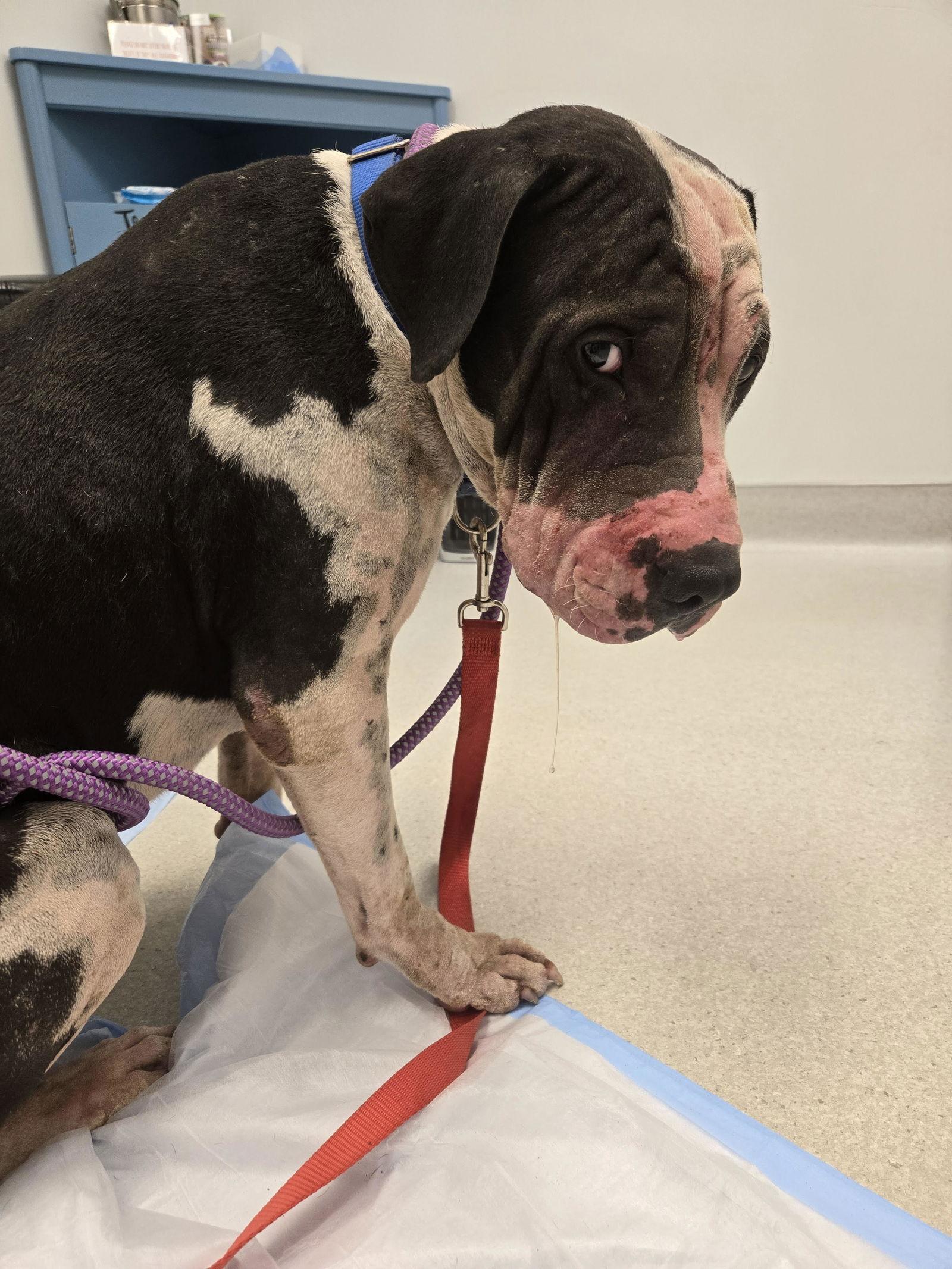 Enlarge Eddie, a Adopted Pit Bull Terrier in Dallas, TX image 1/3