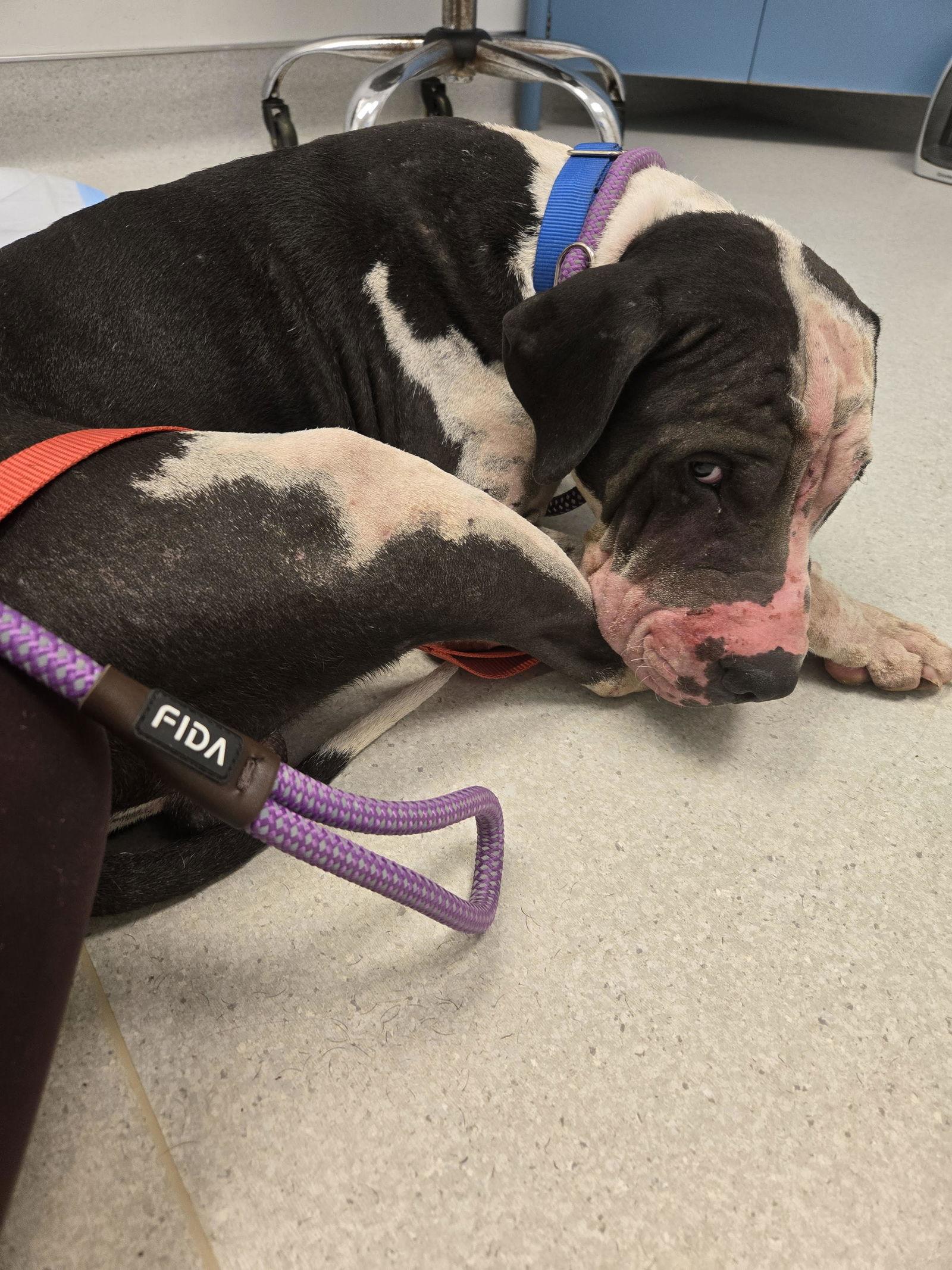 Enlarge Eddie, a Adopted Pit Bull Terrier in Dallas, TX image 2/3