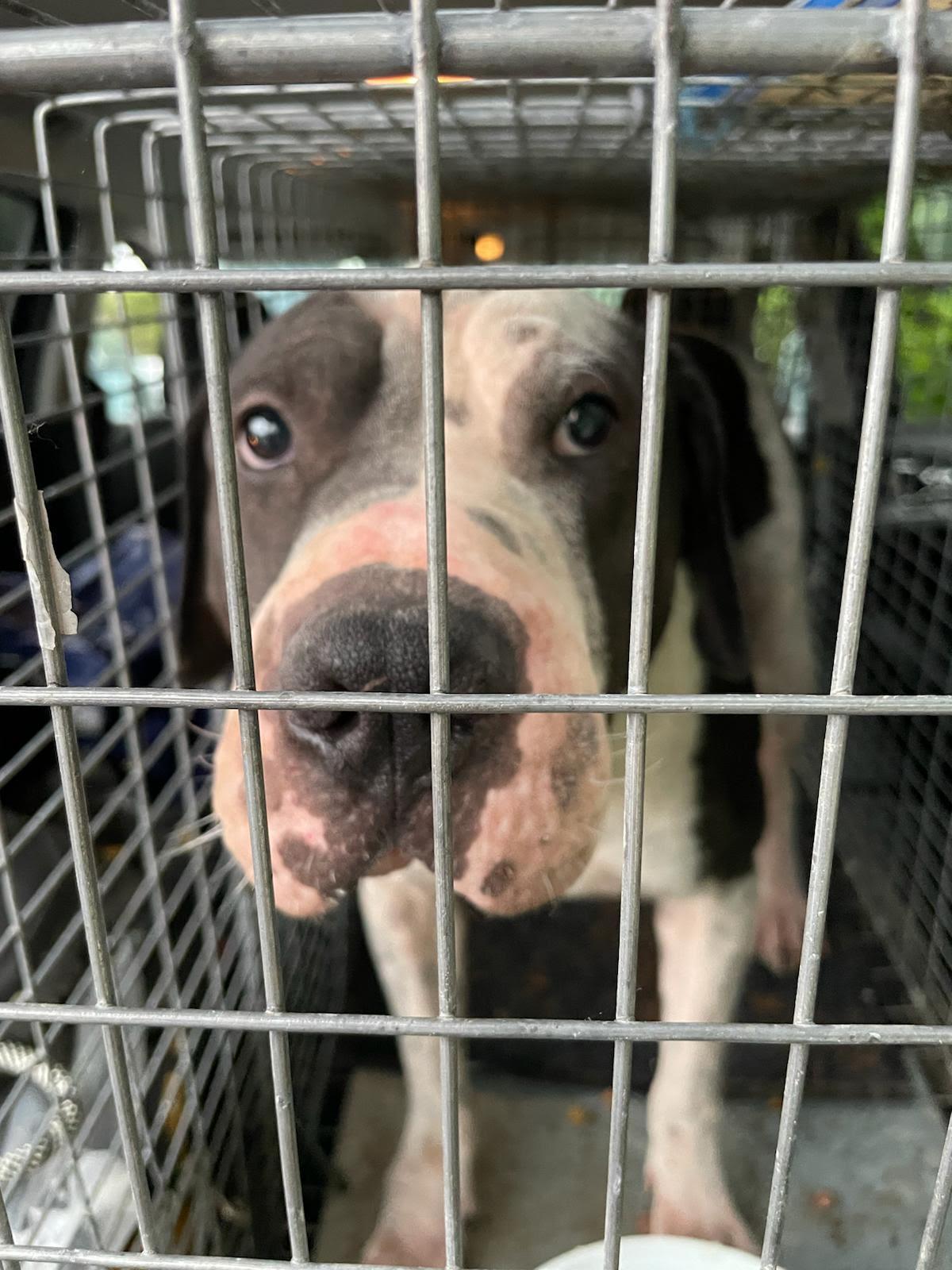 Eddie, Adopted, Adult Male Pit Bull Terrier.