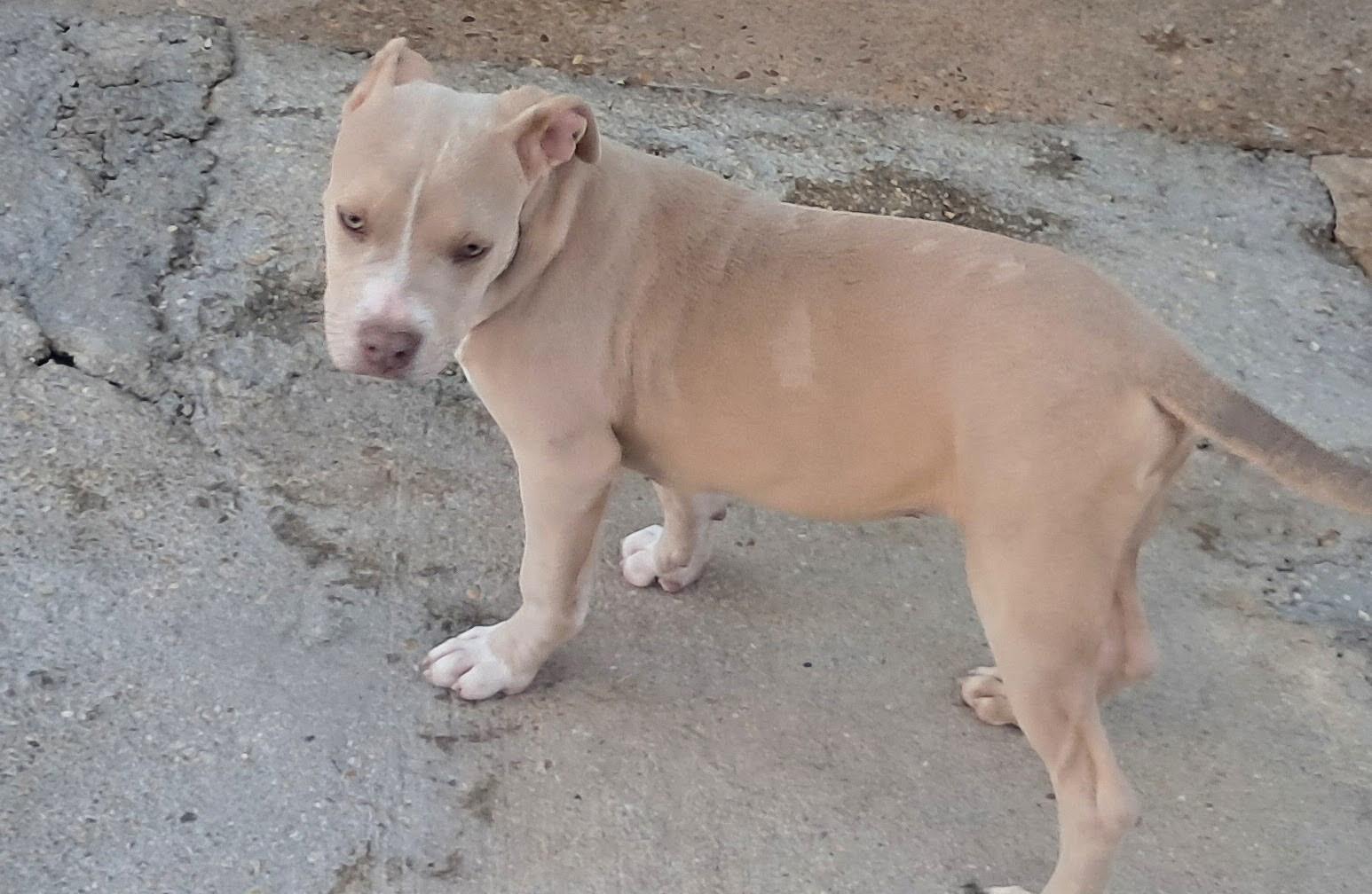 Sugar gang, Adoptable, Puppy Male Pit Bull Terrier.
