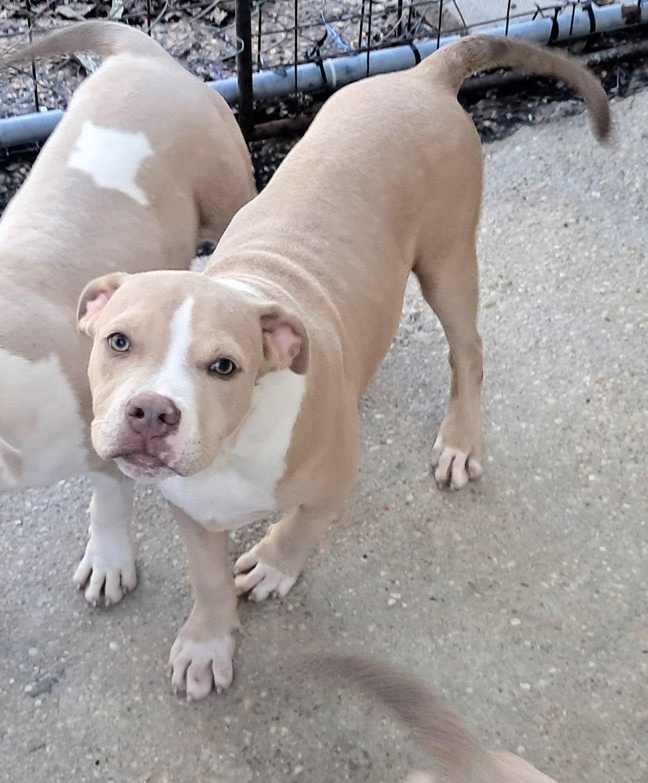 Enlarge Sugar gang, a Adoptable Pit Bull Terrier in Brooksville, FL image 2/6
