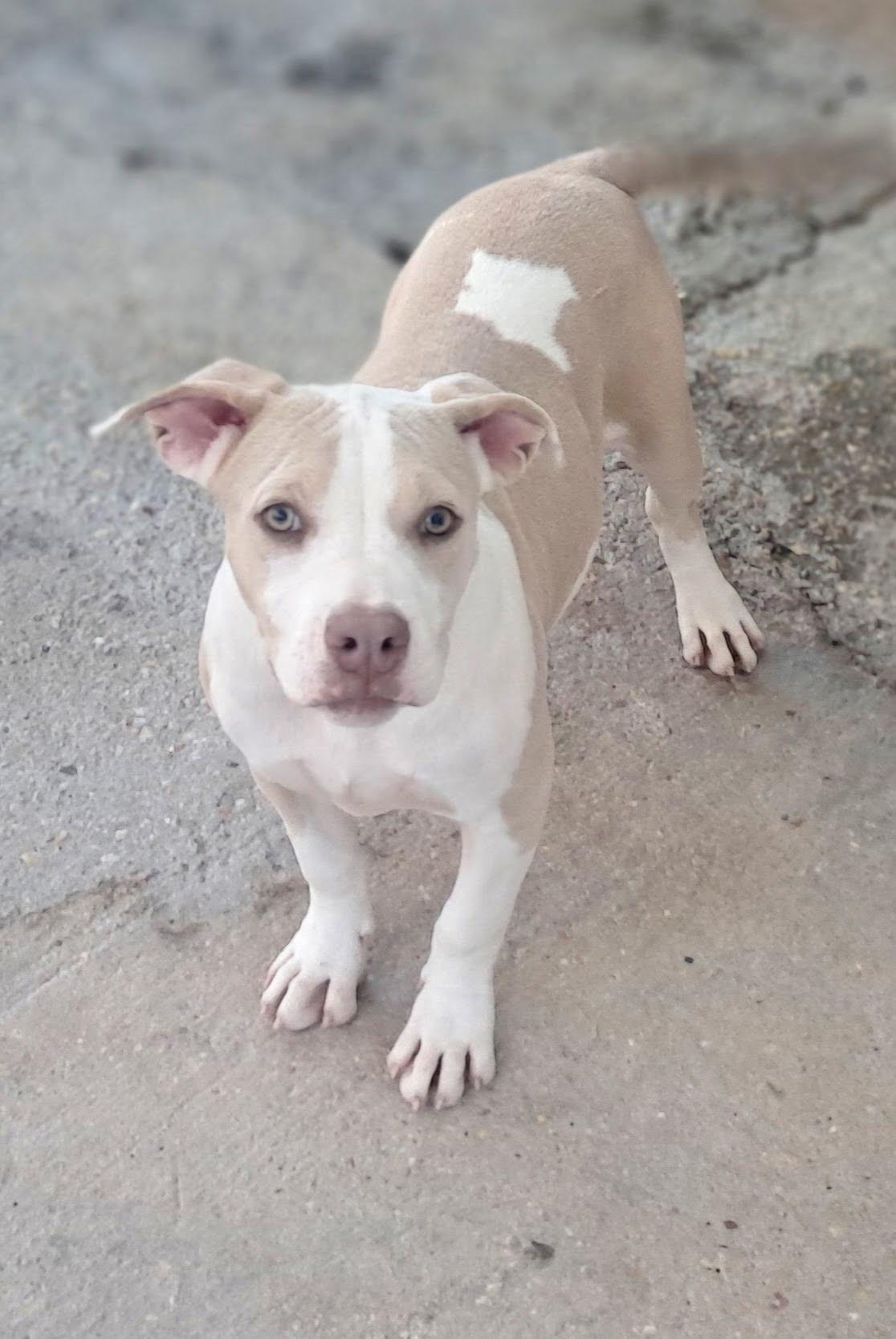 Enlarge Sugar gang, a Adoptable Pit Bull Terrier in Brooksville, FL image 3/6