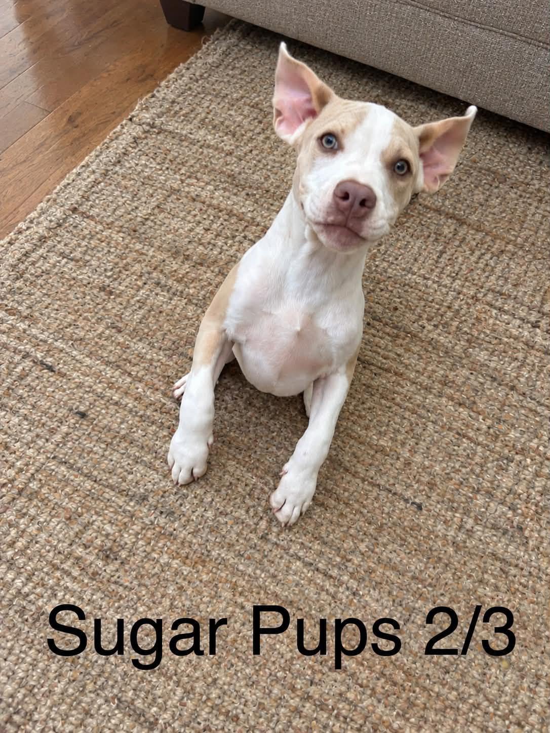 Enlarge Sugar gang, a Adoptable Pit Bull Terrier in Brooksville, FL image 6/6