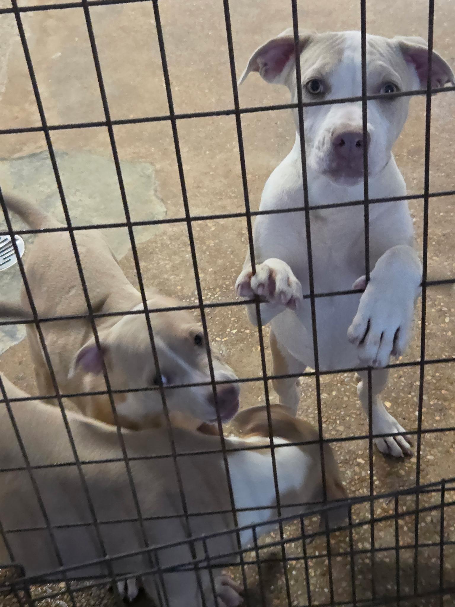 Enlarge Sugar gang, a Adoptable Pit Bull Terrier in Brooksville, FL image 4/6