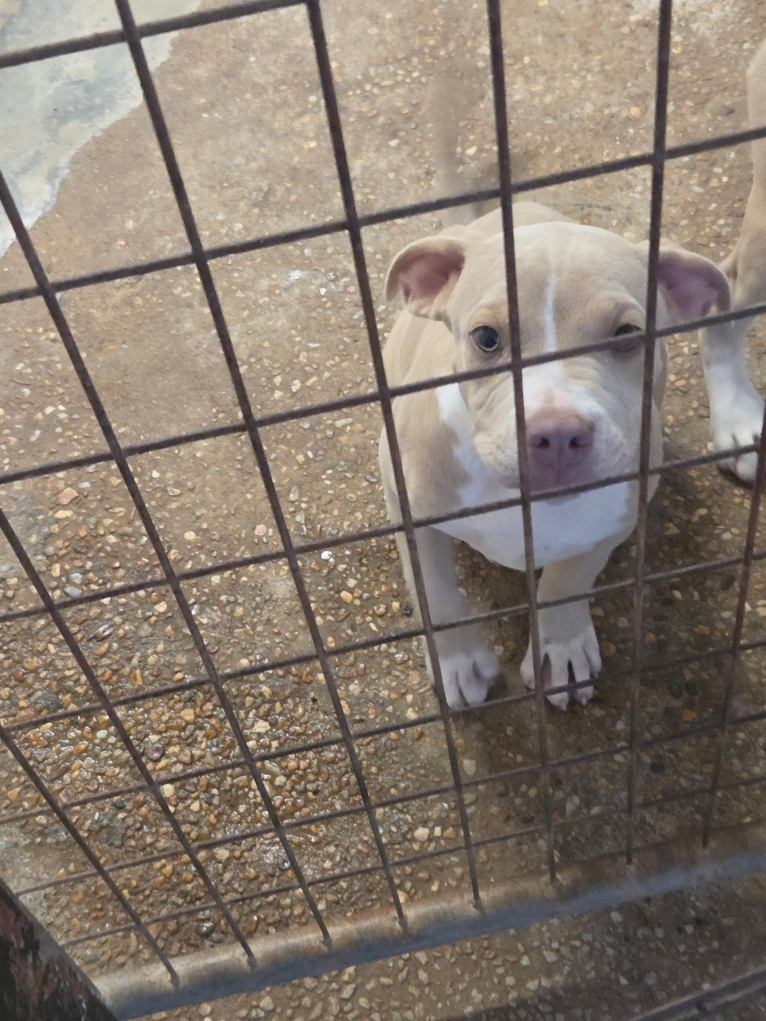 Enlarge Sugar gang, a Adoptable Pit Bull Terrier in Brooksville, FL image 5/6