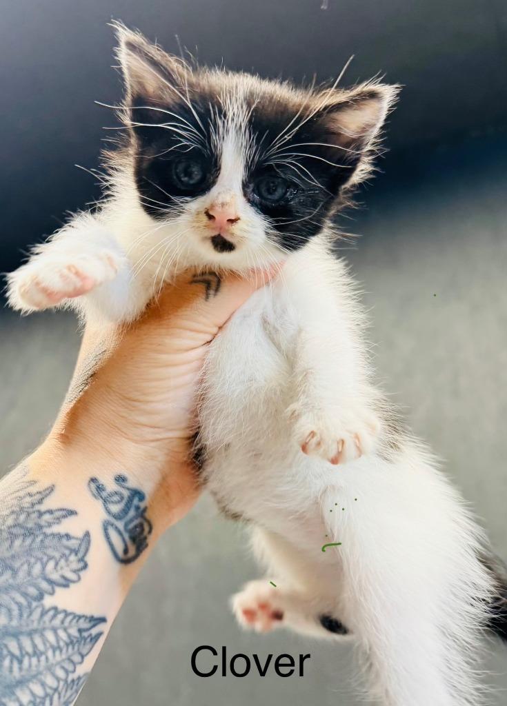 Clover, Adoptable, Kitten Female Domestic Short Hair.
