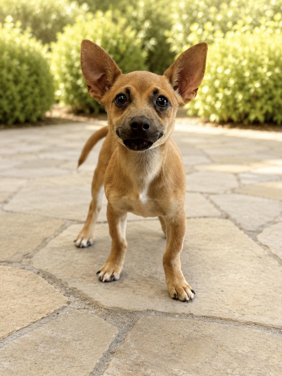 Chachi, a Adoptable mixed breed in Helotes, TX image 1/3