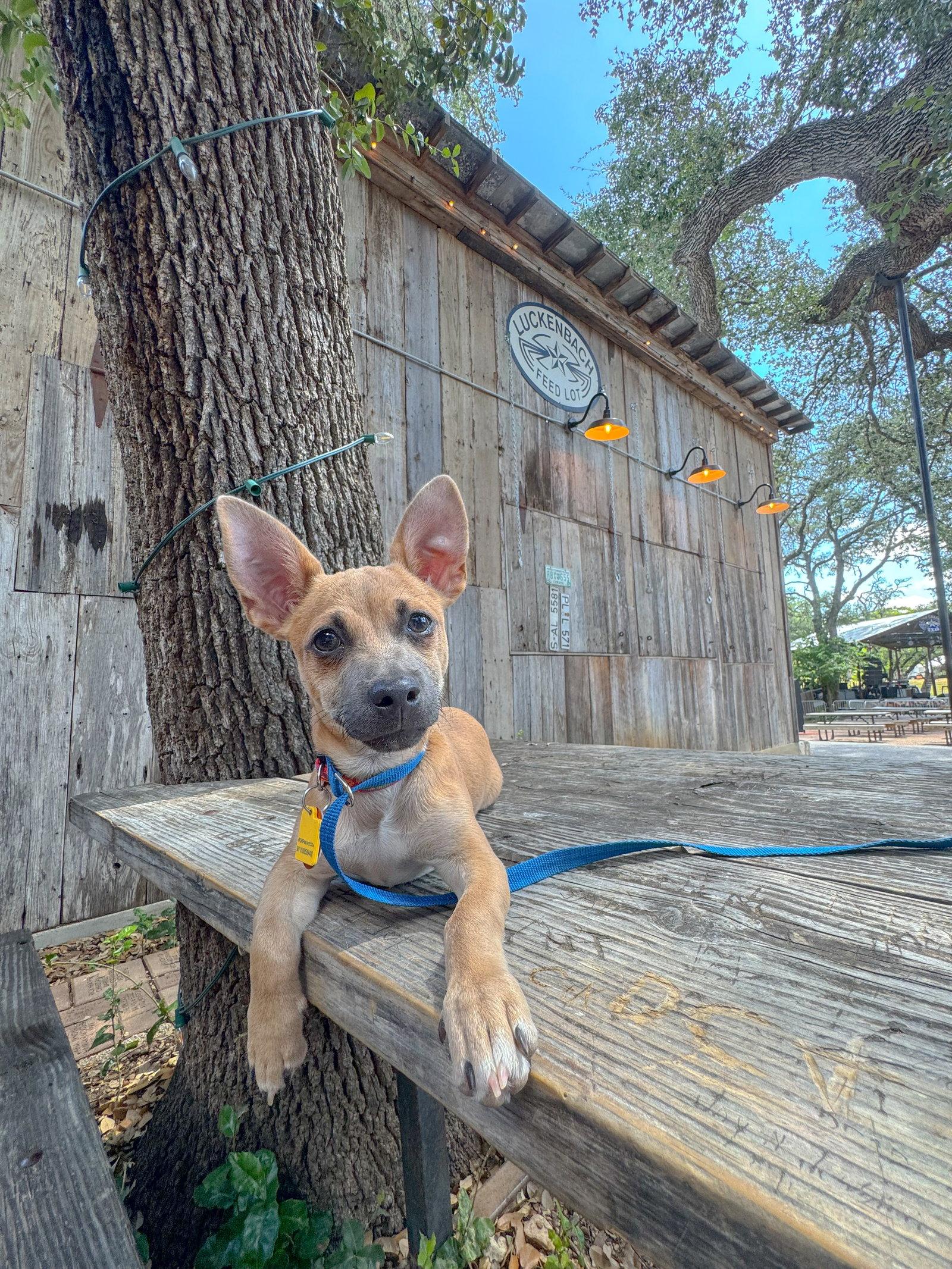 Chachi, a Adoptable mixed breed in Helotes, TX image 3/3