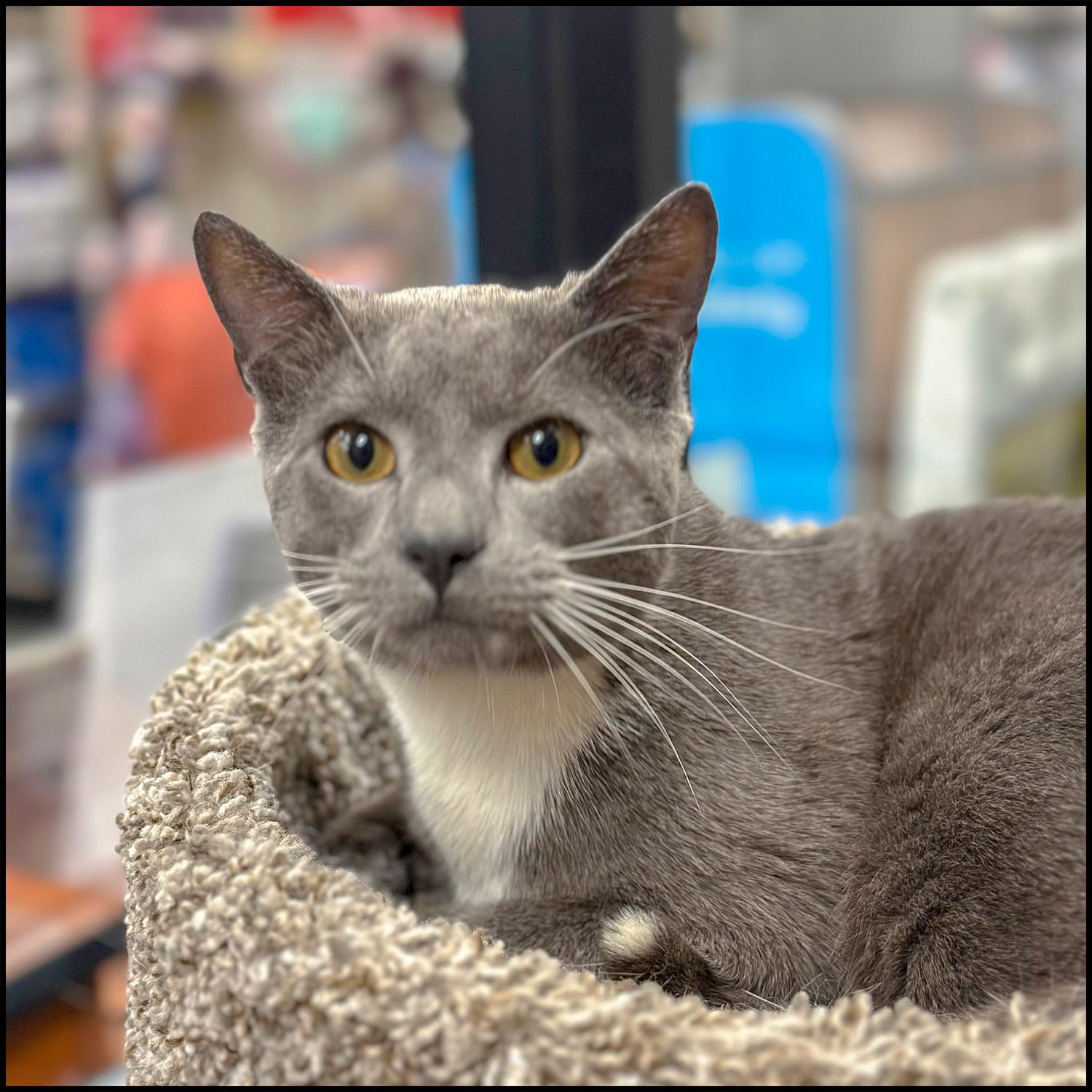 Enlarge Skipper, an adopted mixed breed in Roswell, GA image 2/4