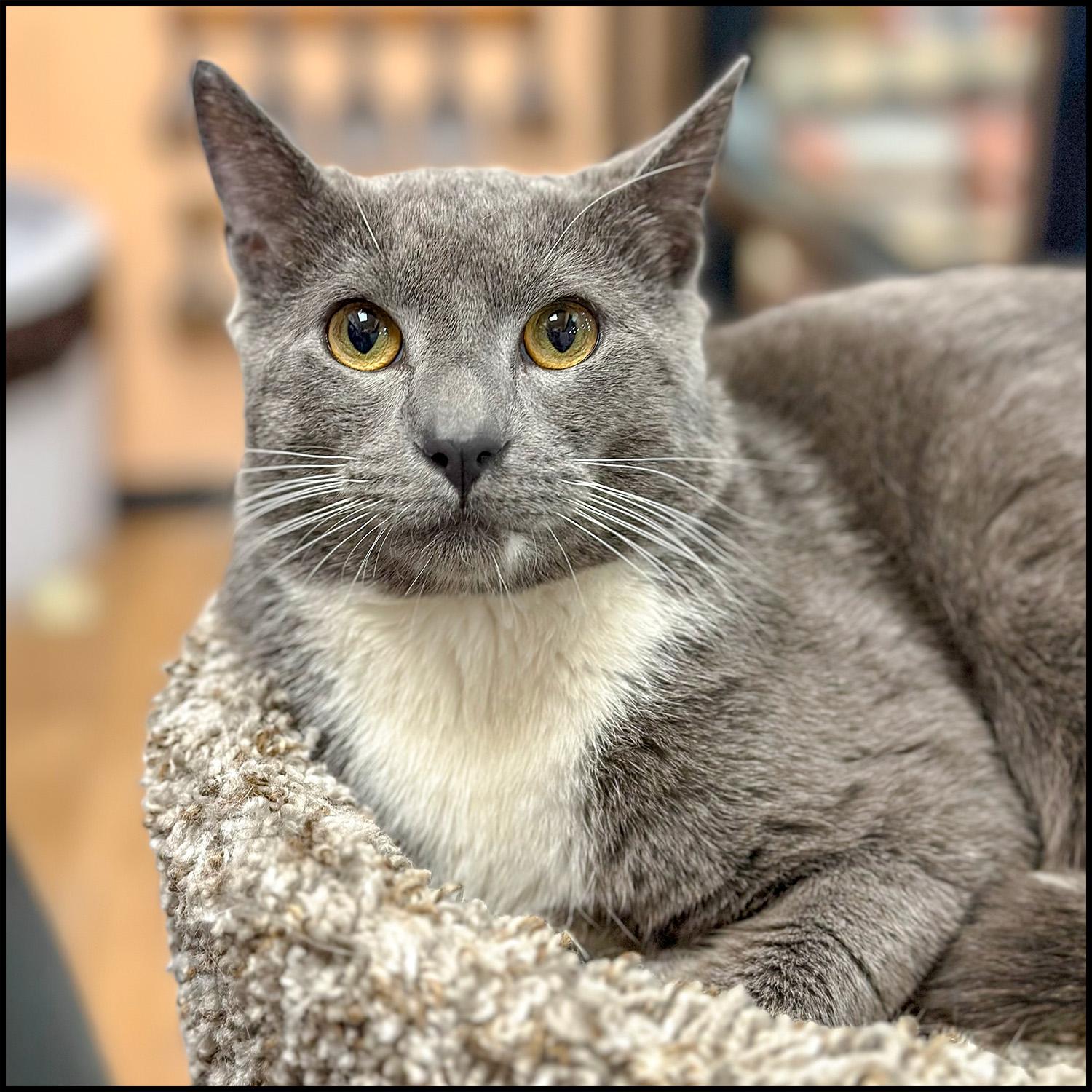 Skipper, adopted, Adult Male Domestic Short Hair.