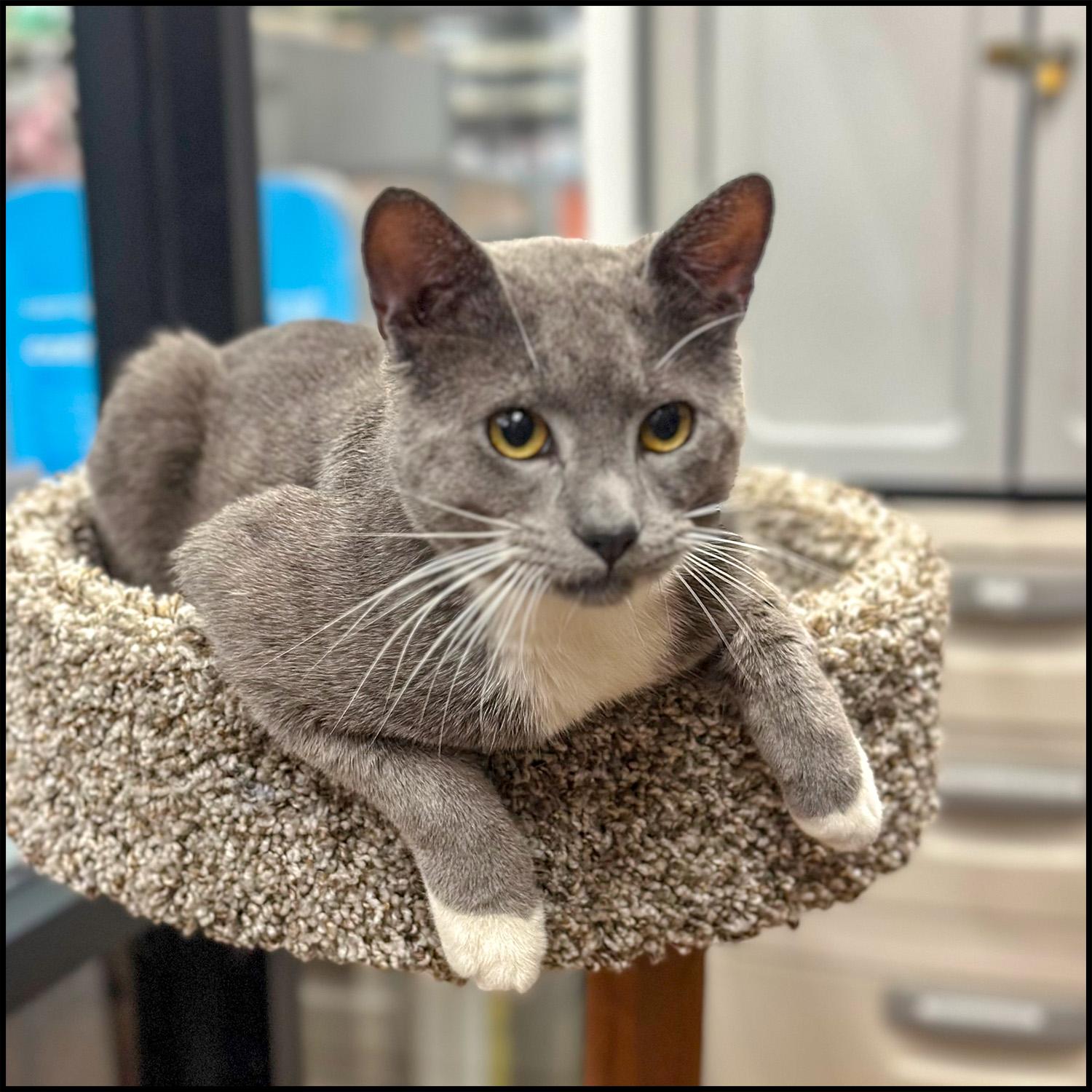 Enlarge Skipper, an adopted mixed breed in Roswell, GA image 3/4