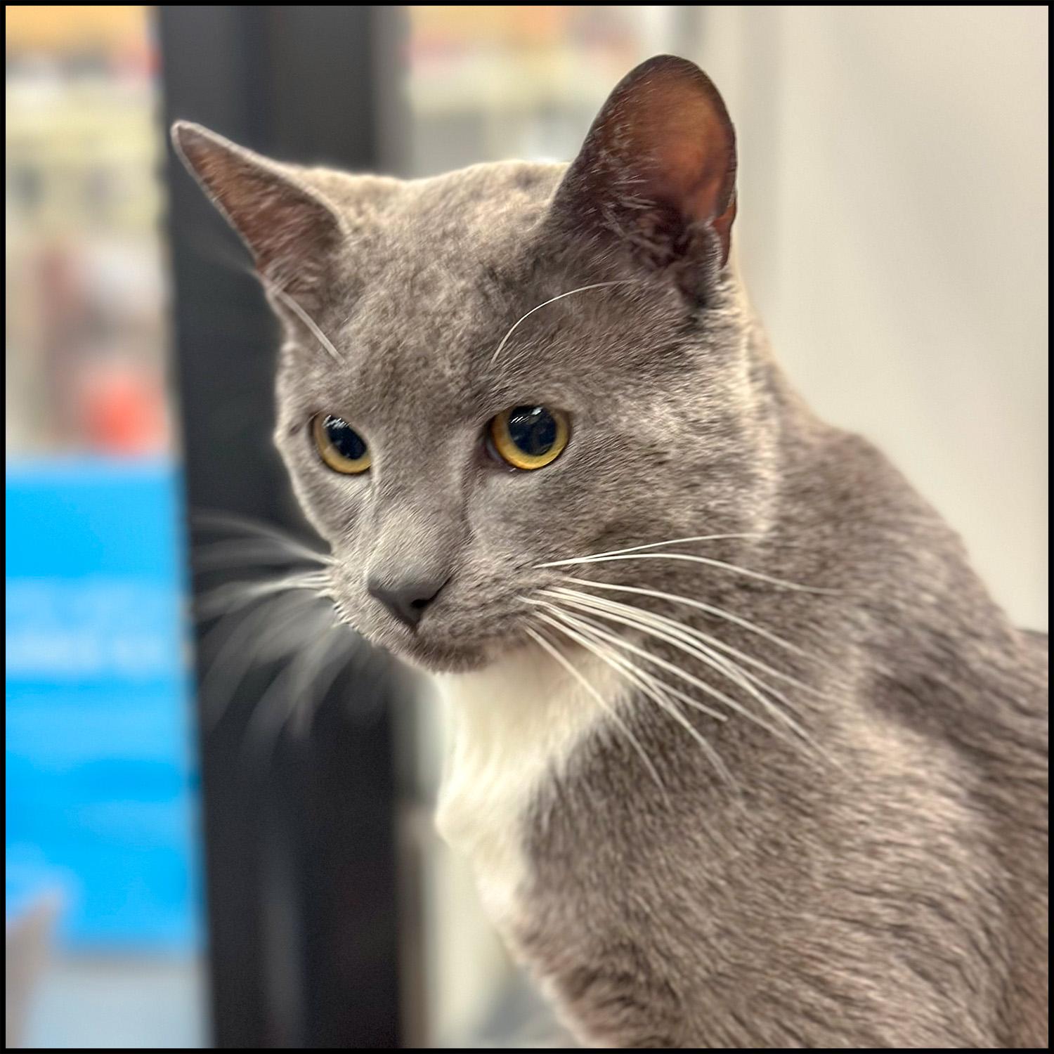 Enlarge Skipper, an adopted mixed breed in Roswell, GA image 4/4