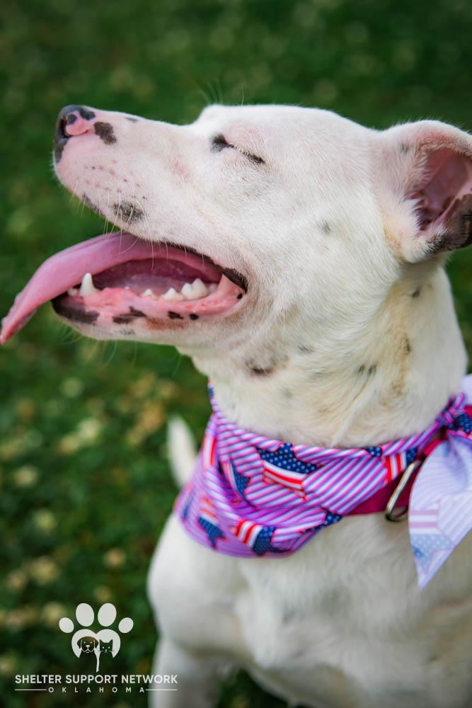 Enlarge DELILAH, a ADOPTABLE mixed breed in Claremore, OK image 2/2