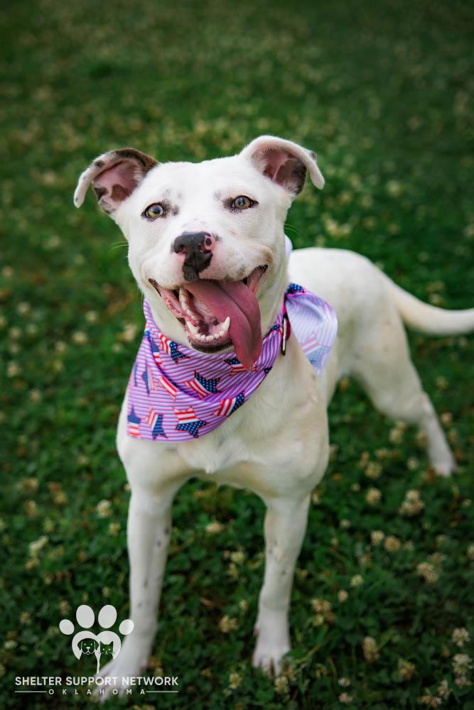 DELILAH, ADOPTABLE, Young Female Pit Bull Terrier.