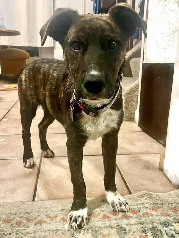 Enlarge Pippa, a Adoptable mixed breed in Colorado Springs, CO image 1/2