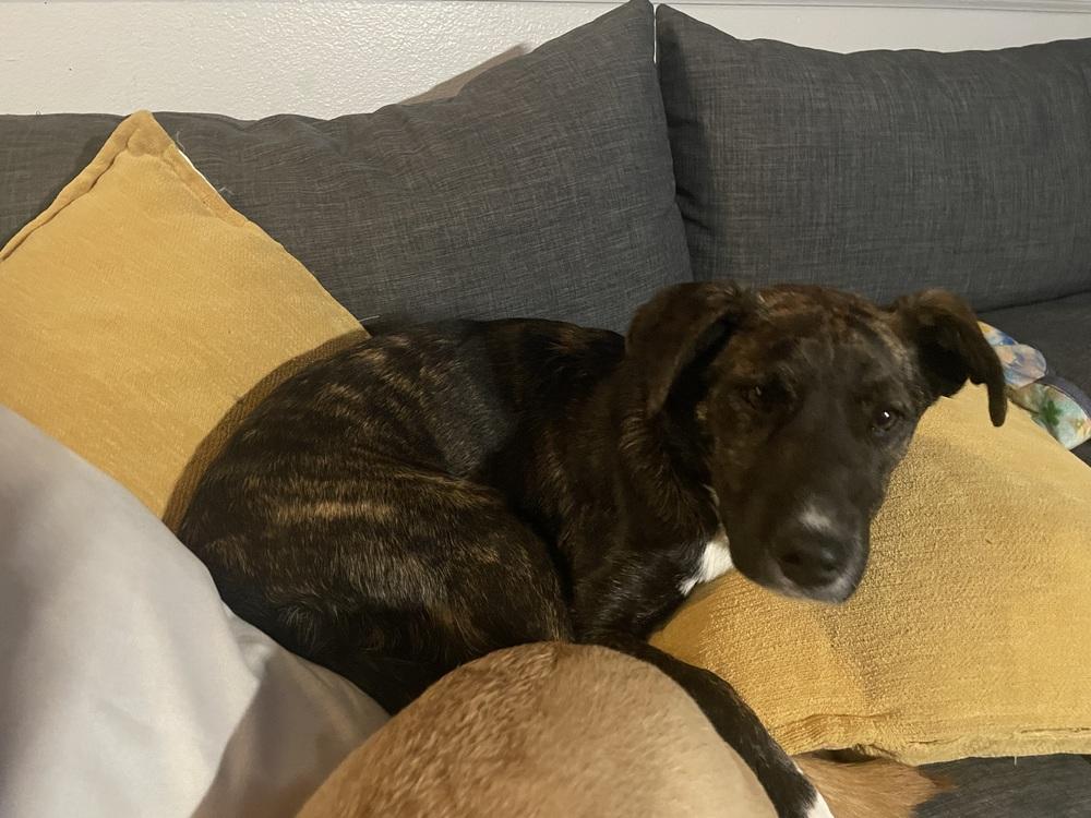 Enlarge Pippa, a Adoptable mixed breed in Colorado Springs, CO image 2/2