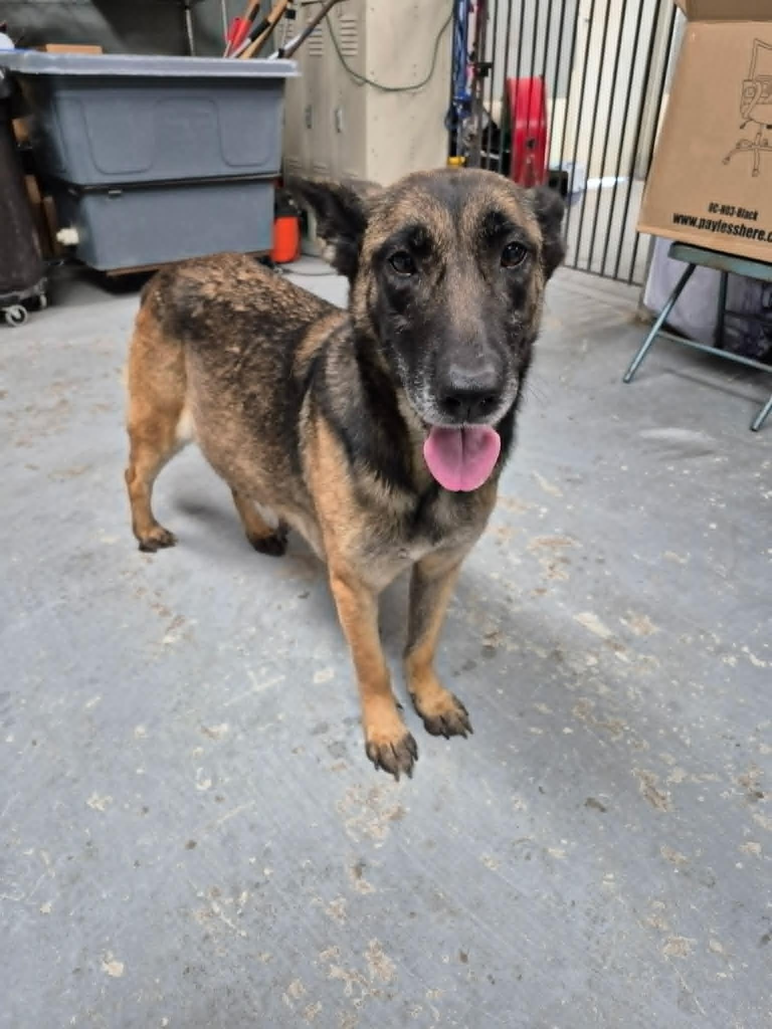 Enlarge Code Red Foster needed, a Adoptable German Shepherd Dog in Palm Harbor, FL image 1/2