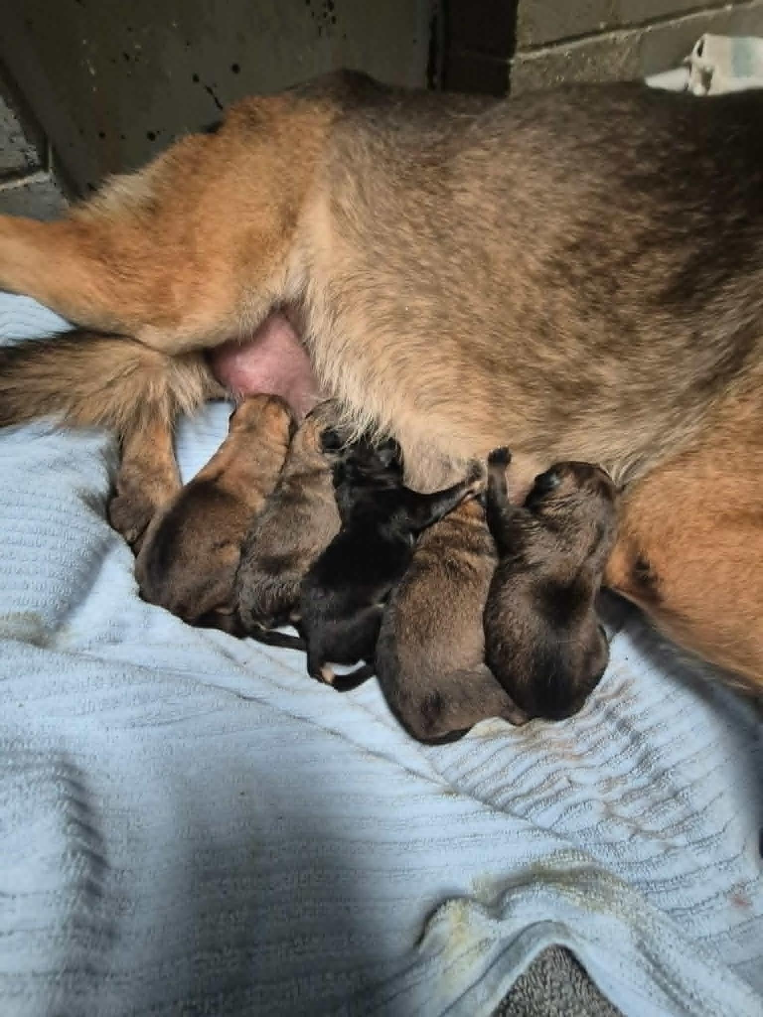 Enlarge Code Red Foster needed, a Adoptable German Shepherd Dog in Palm Harbor, FL image 2/2