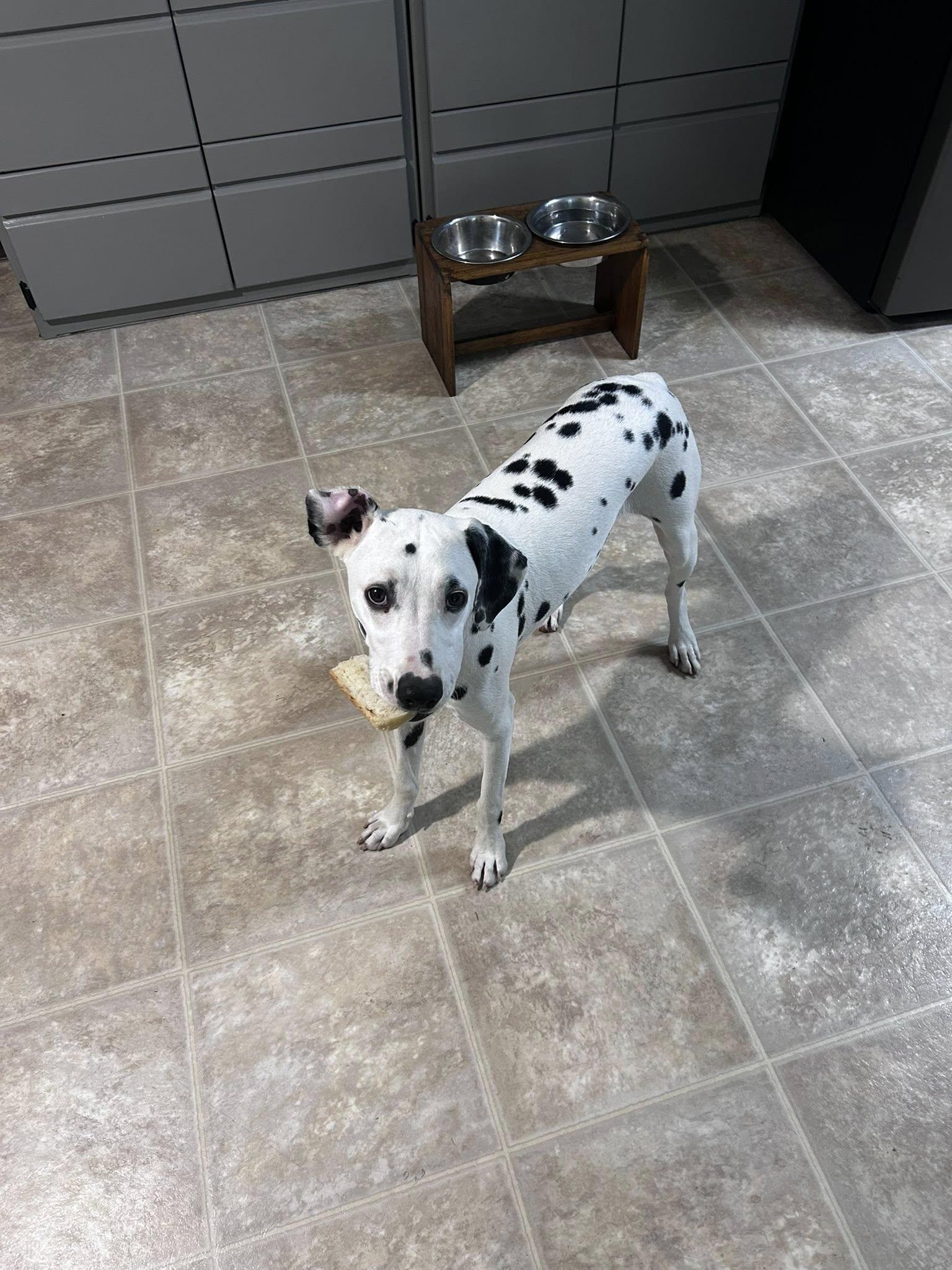Uno-Sacramento, CA, a ADOPTABLE Dalmatian in San Diego, CA image 5/5