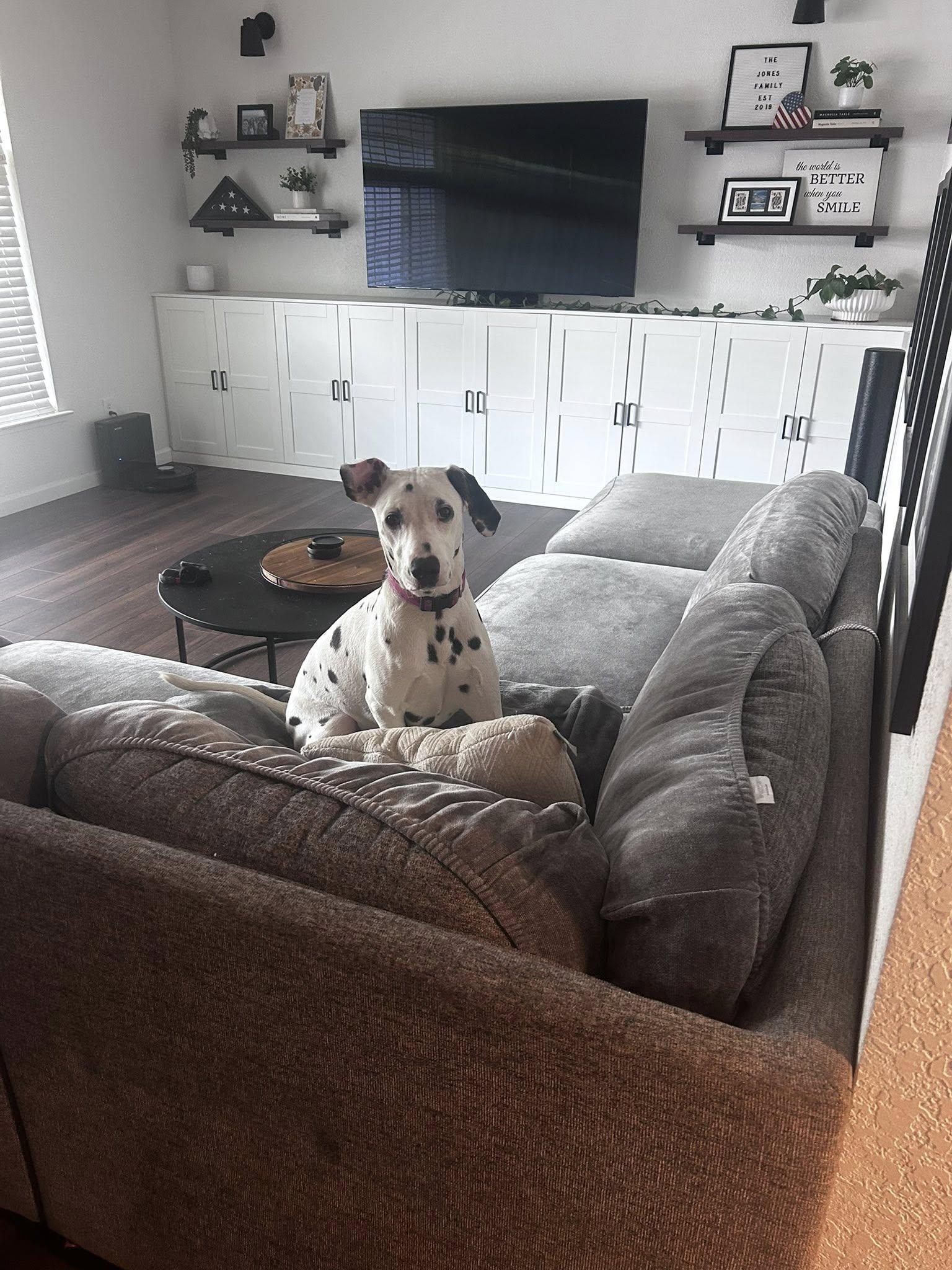 Uno-Sacramento, CA, a ADOPTABLE Dalmatian in San Diego, CA image 3/5