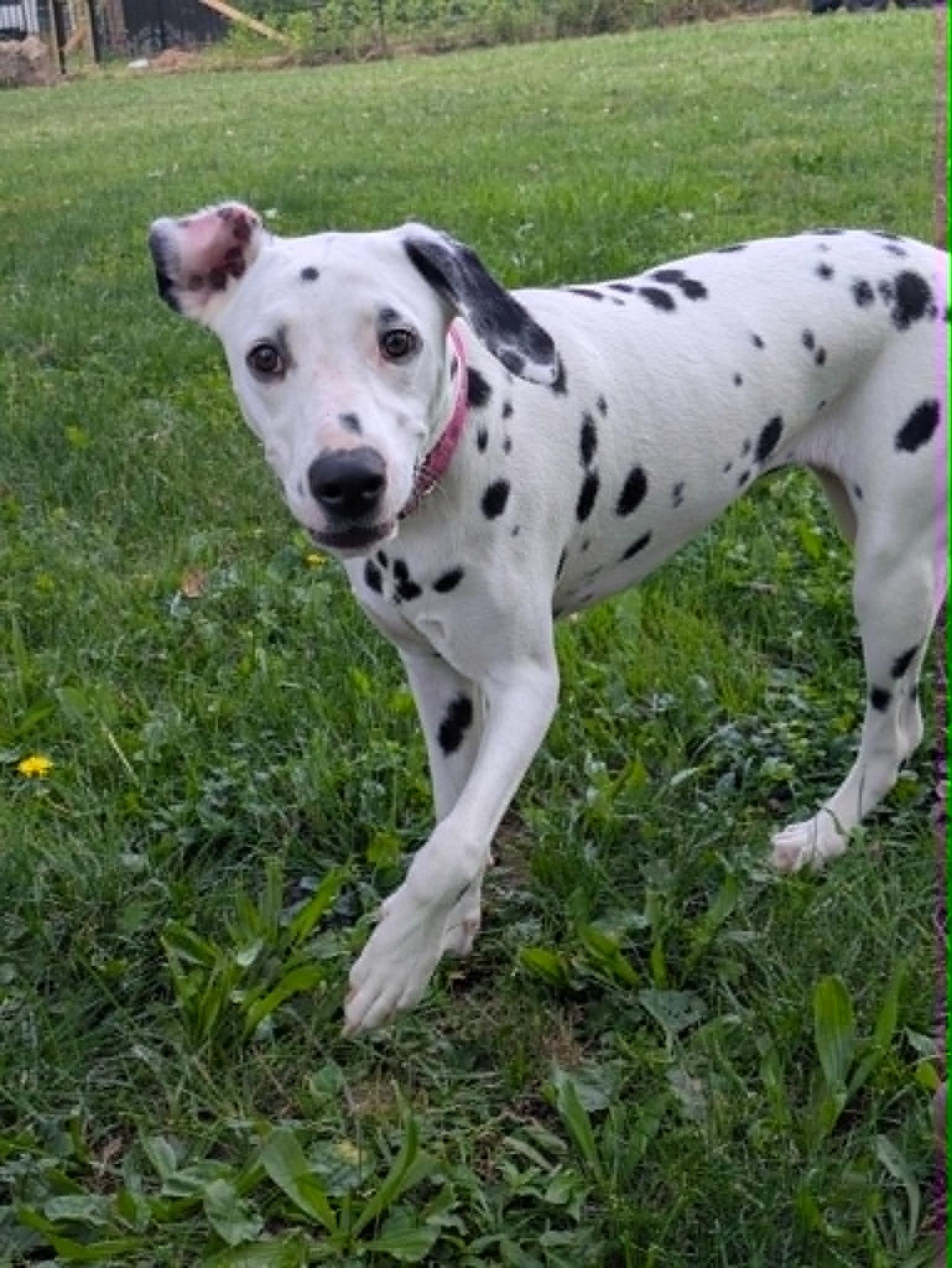 Uno-Sacramento, CA, a ADOPTABLE Dalmatian in San Diego, CA image 2/5
