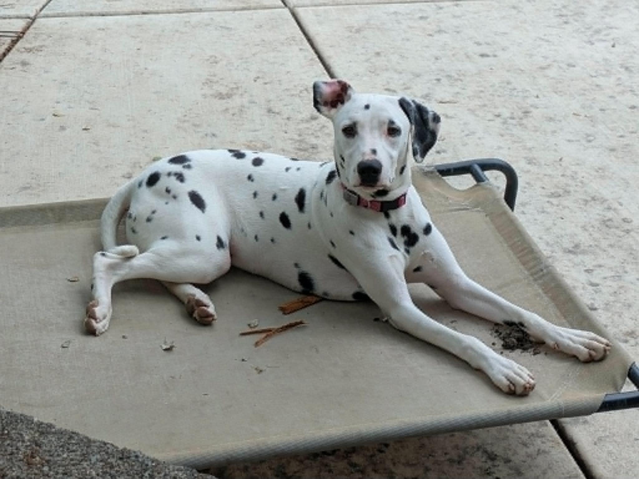 Uno-Sacramento, CA, a ADOPTABLE Dalmatian in San Diego, CA image 4/5