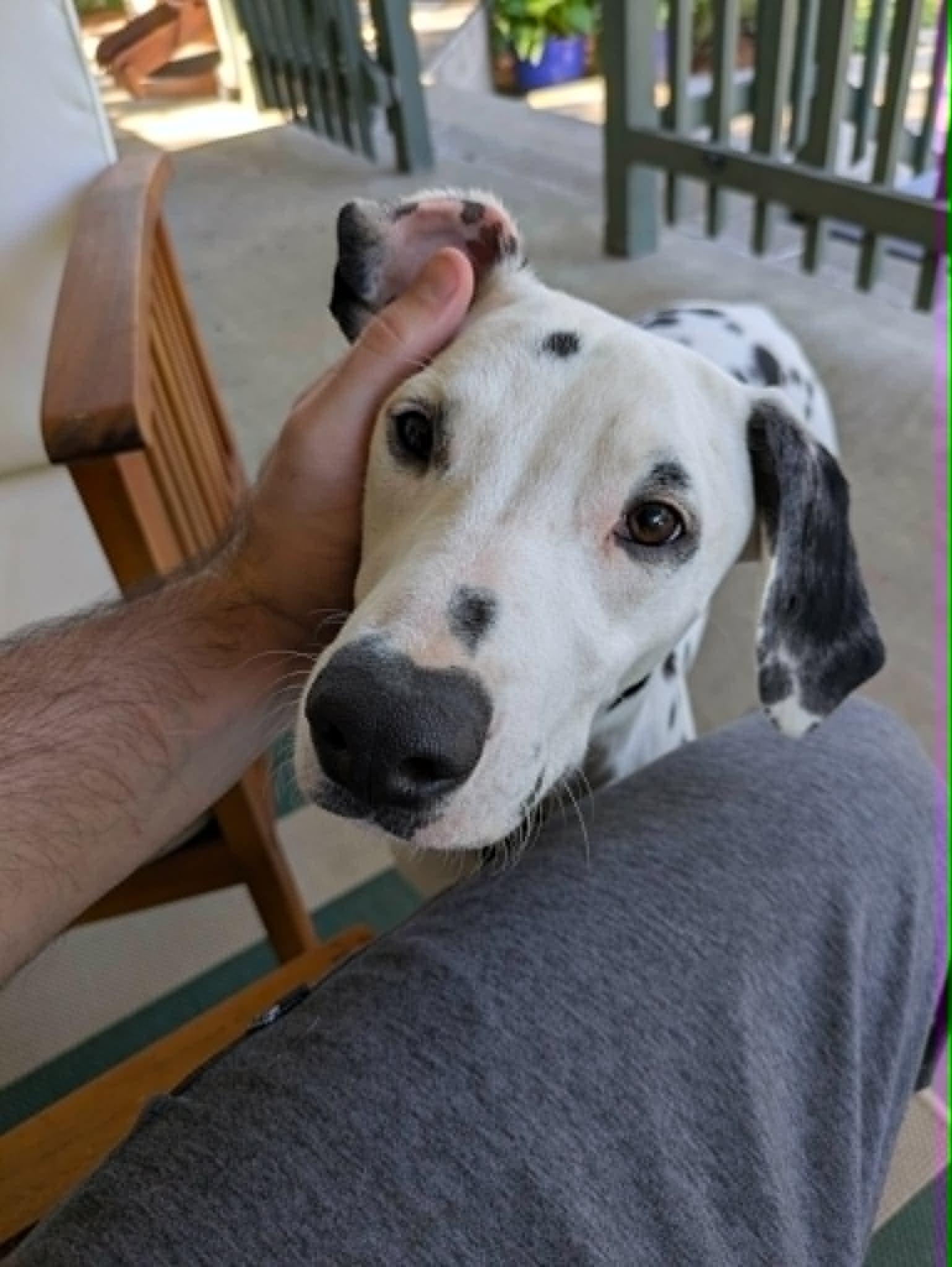 Uno-Sacramento, CA, a ADOPTABLE Dalmatian in San Diego, CA image 1/5