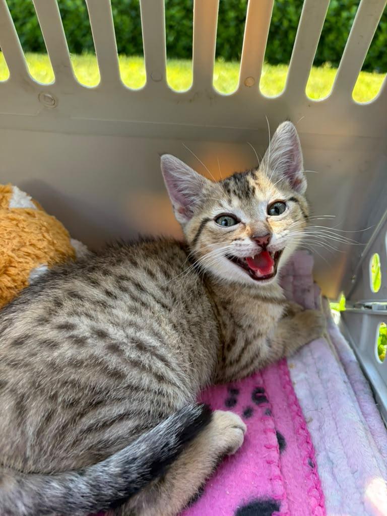 Poppy, Adoptable, Kitten Female Domestic Short Hair.