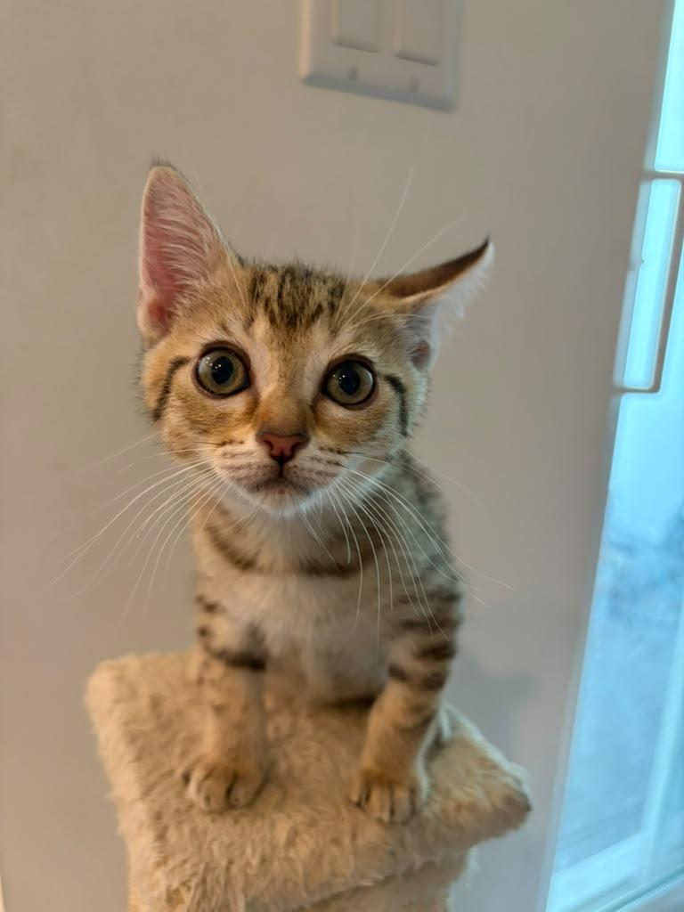 Enlarge Poppy, a Adoptable Domestic Short Hair in Gainesville, FL image 3/4