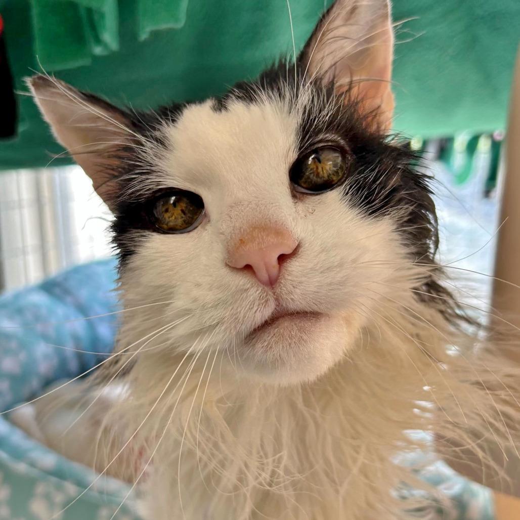 Enlarge Panda, a Adoptable Domestic Long Hair in Medford, OR image 1/1