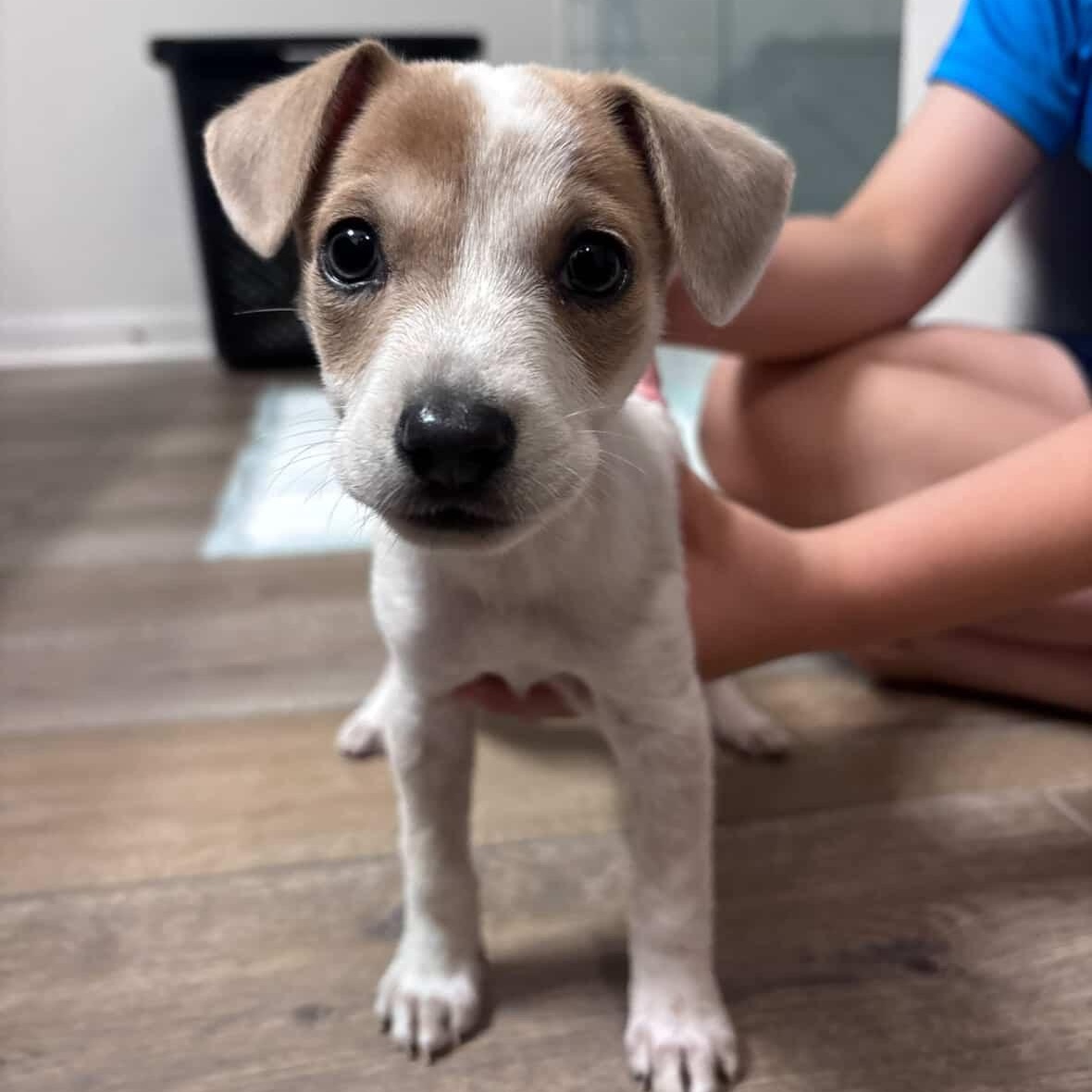 Enlarge Lea, an adopted Chihuahua in Scarsdale, NY image 1/2