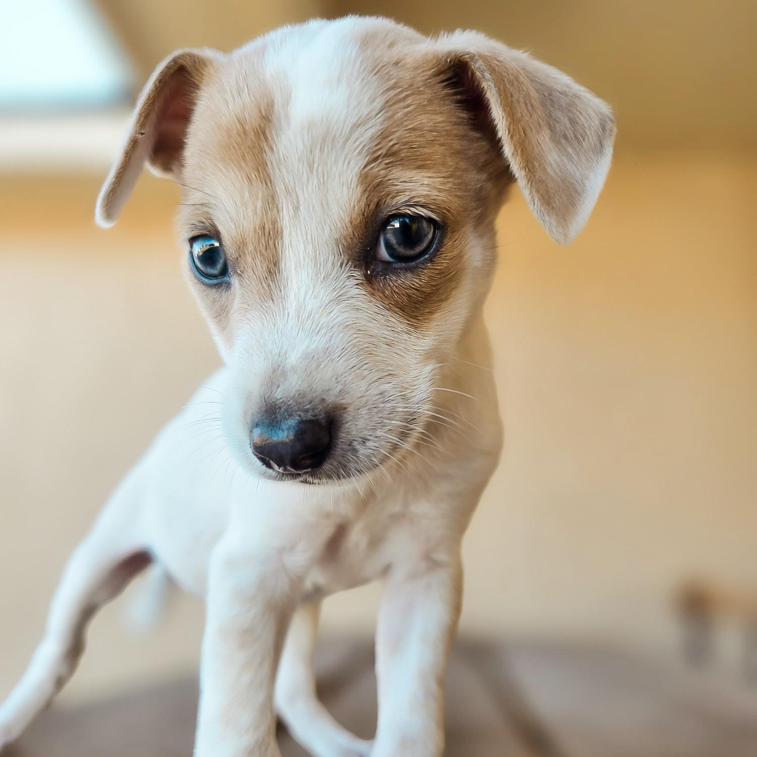 Enlarge Lea, an adopted Chihuahua in Scarsdale, NY image 2/2