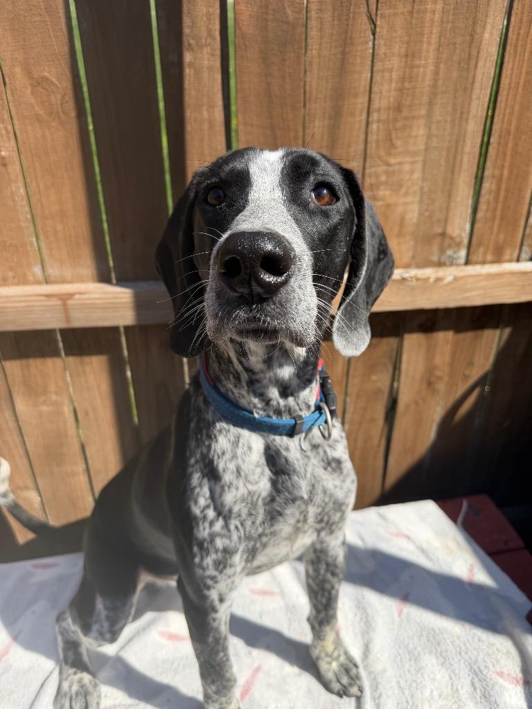 Tank, Adopted, Puppy Male Pointer.