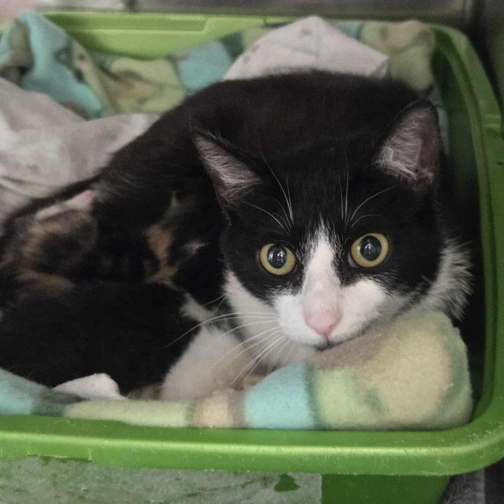 Dupli-Kate (Working Cat) *ADOPTION FEE SPONSORED*, Adoptable, Adult Female Domestic Short Hair.