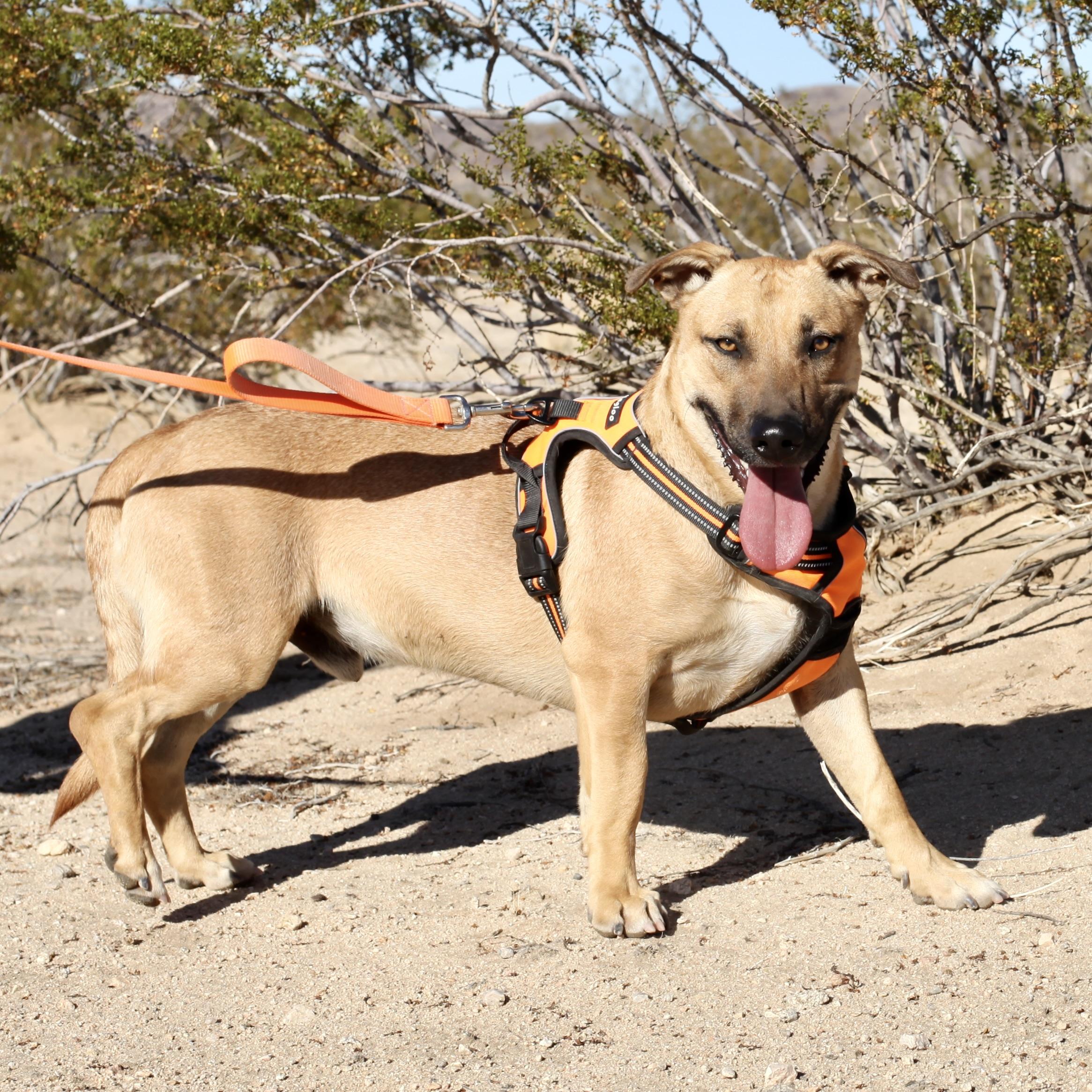 LASSO, a Adoptable mixed breed in Joshua Tree, CA image 1/3