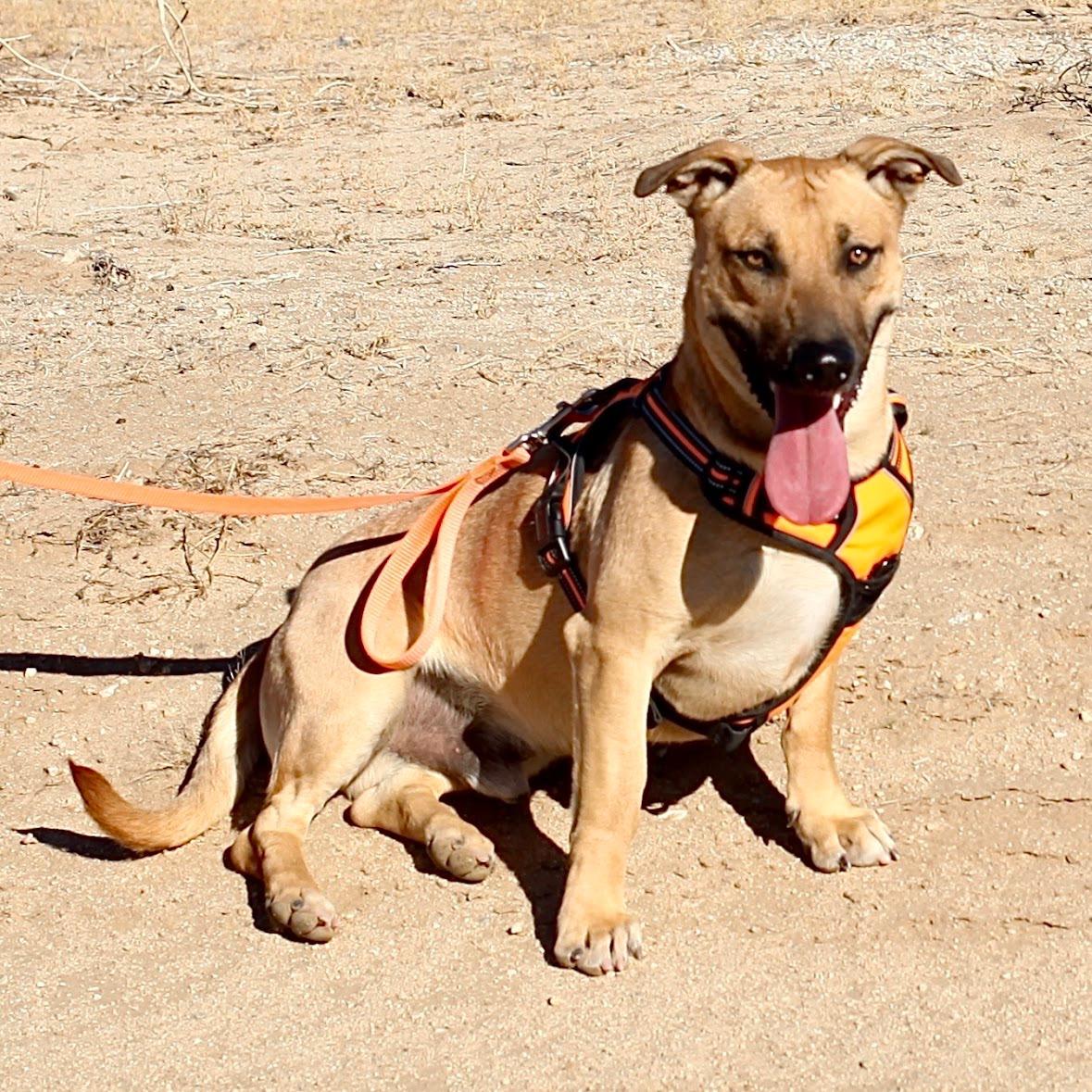 LASSO, a Adoptable mixed breed in Joshua Tree, CA image 3/3