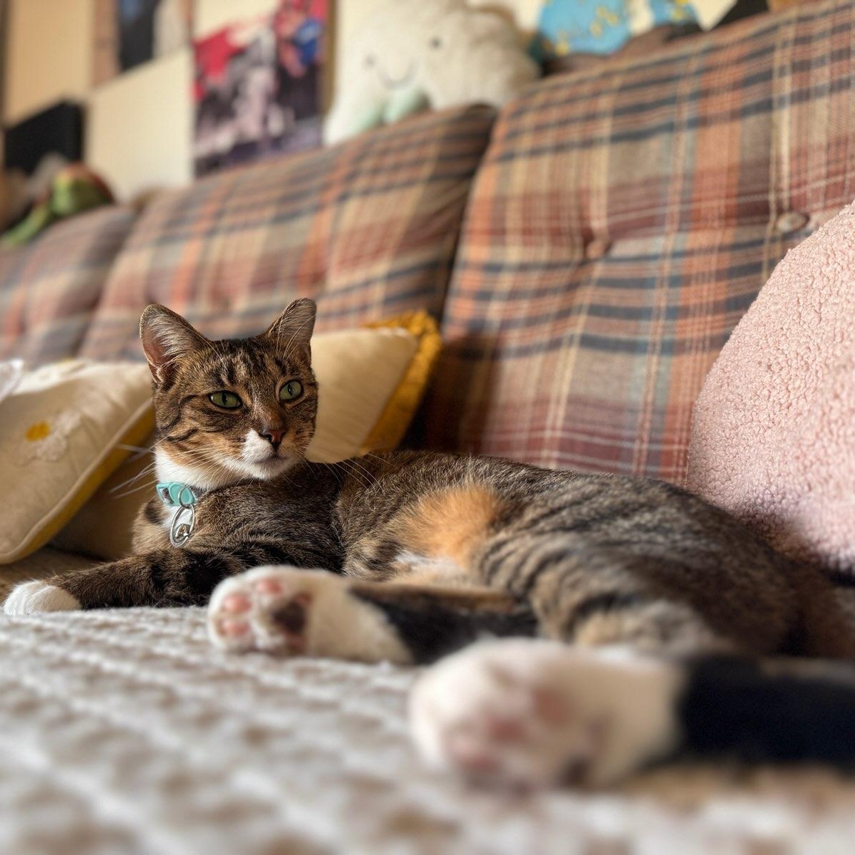 Enlarge Shrimp, a Adoptable Tabby in Midland, MI image 2/3