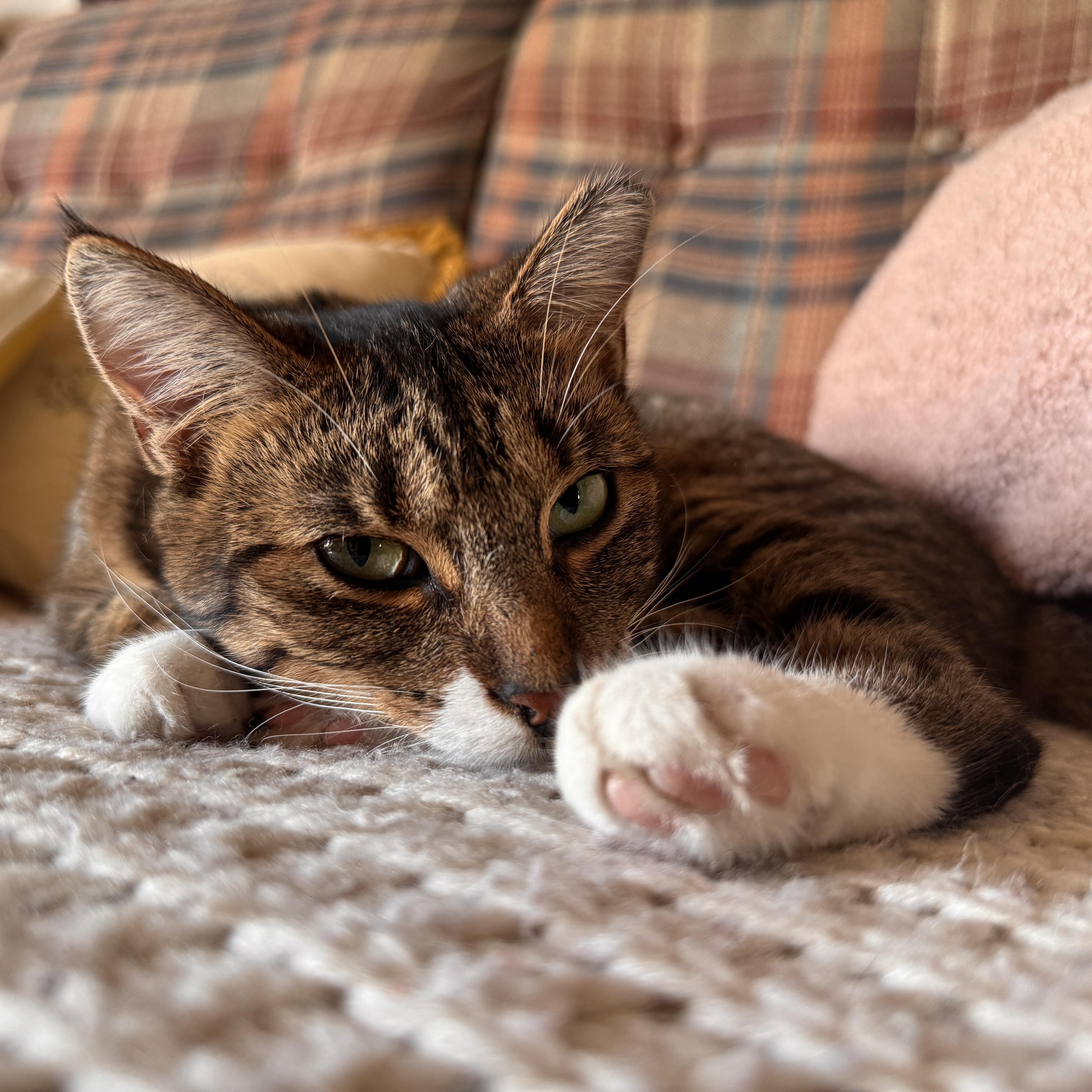 Enlarge Shrimp, a Adoptable Tabby in Midland, MI image 3/3