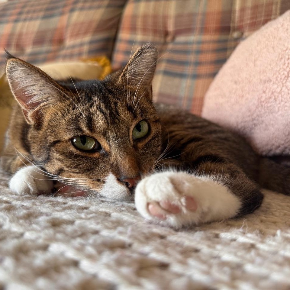 Enlarge Shrimp, a Adoptable Tabby in Midland, MI image 1/3