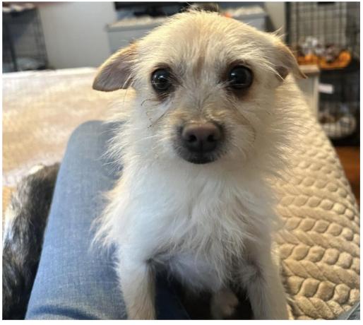 Enlarge Snookie, an adopted mixed breed in Winsted, CT image 2/3