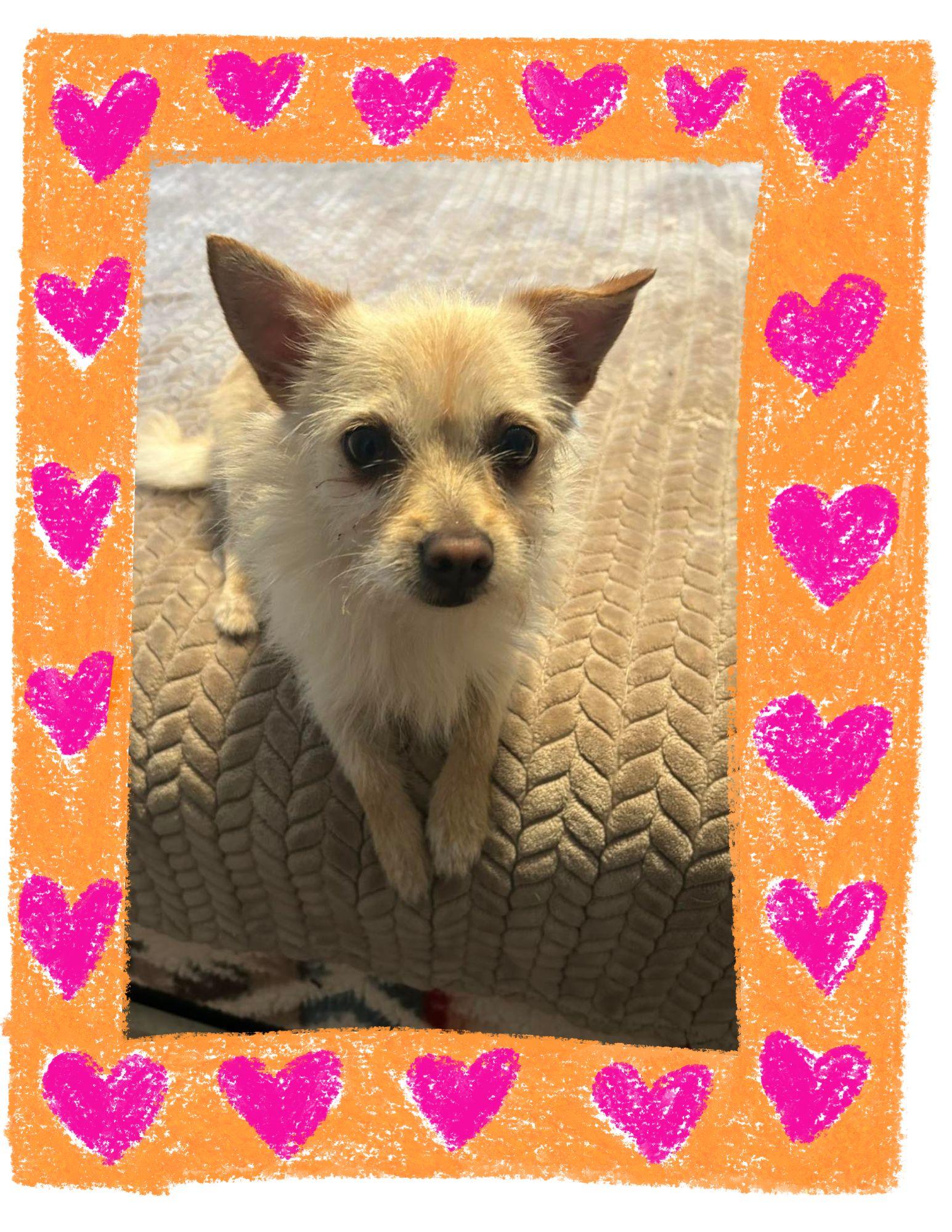 Snookie, adopted, Puppy Male Terrier.