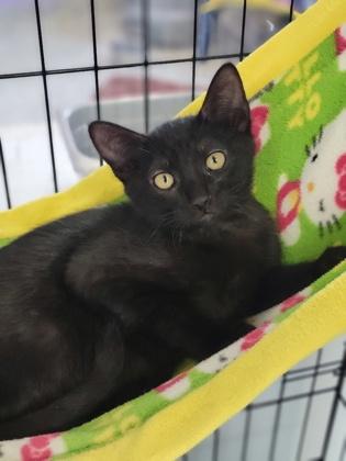 Kiwi, Adoptable, Young Male Domestic Short Hair.