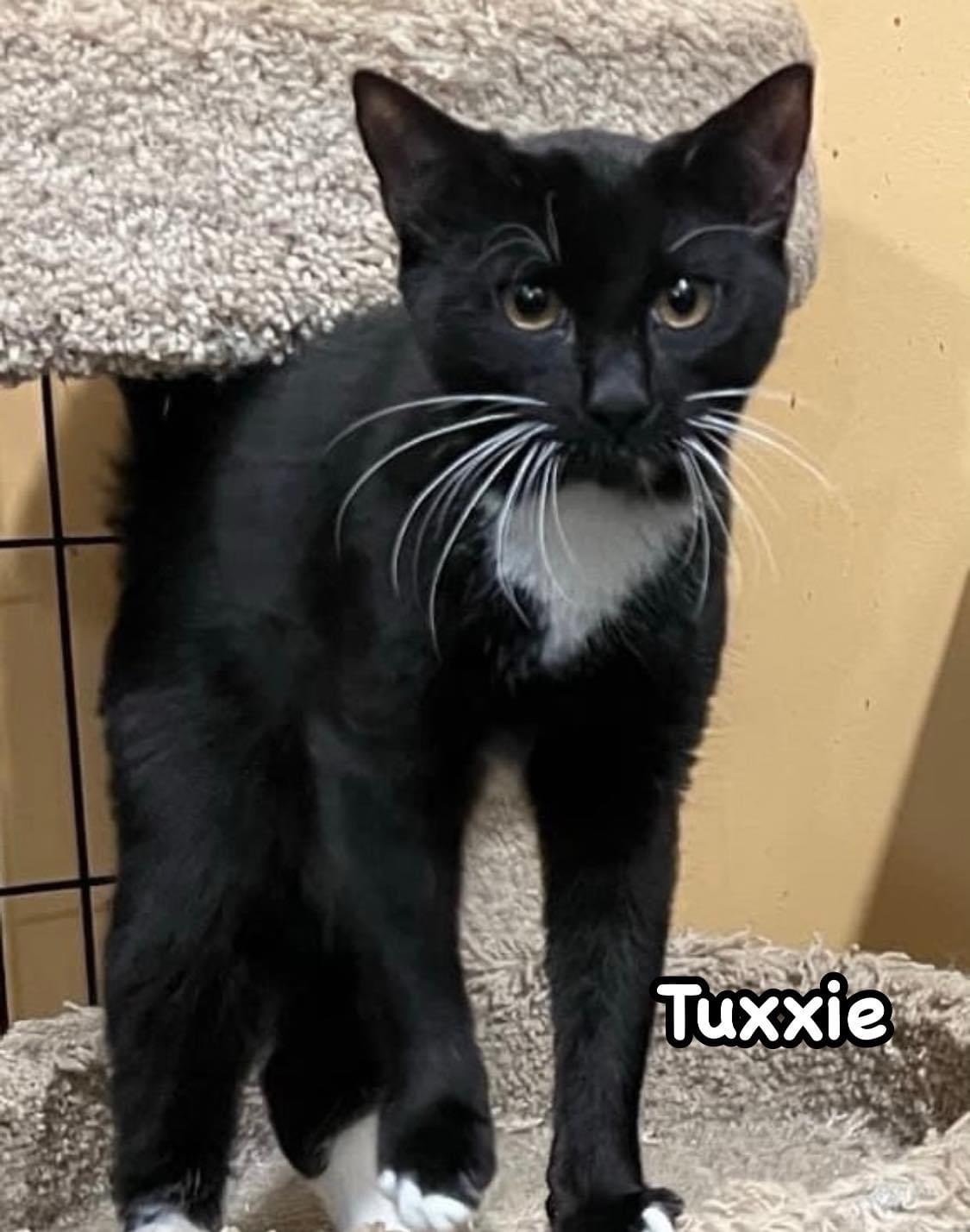 Enlarge Tuxxie, a Adoptable Domestic Short Hair in Syosset, NY image 1/1