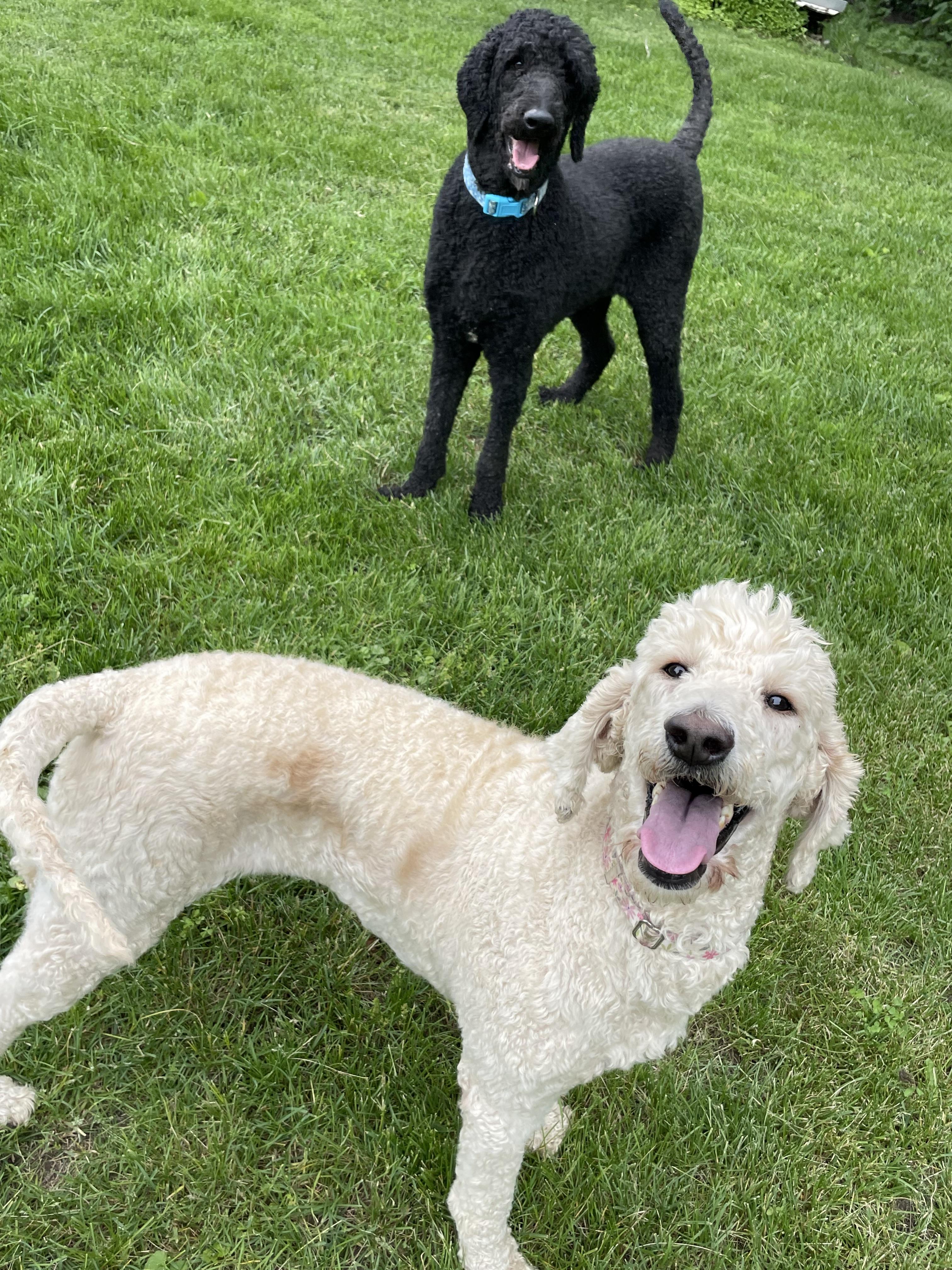 Ellie & Rudy (BONDED)