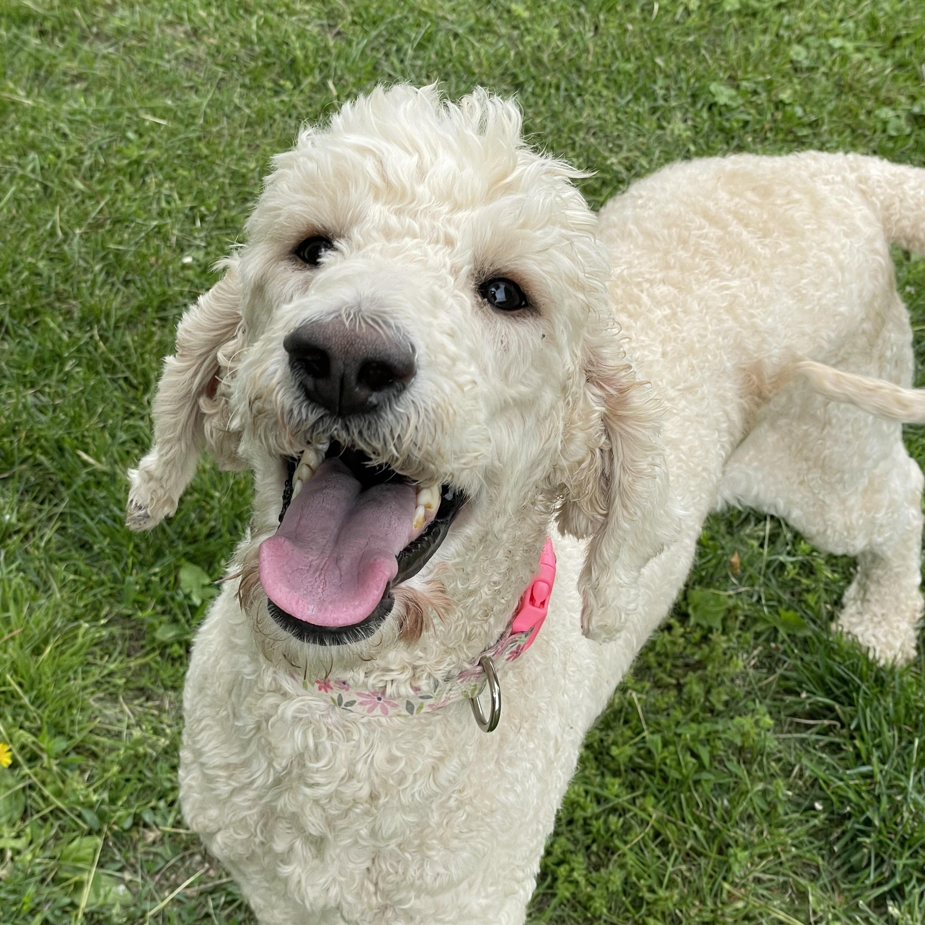 Ellie & Rudy (BONDED)